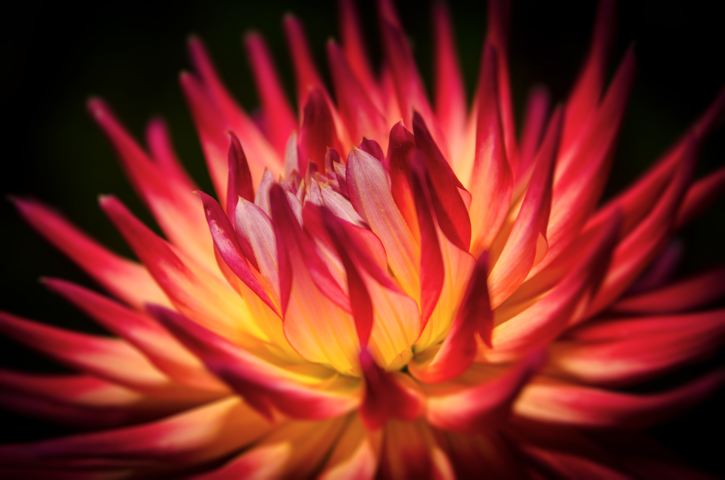 Dalia in the dark ...