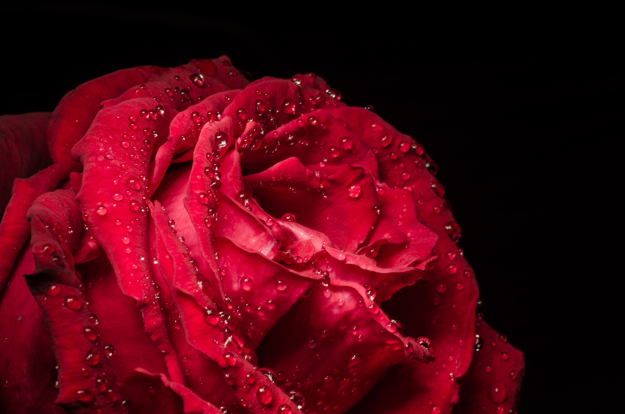 Wet rose in the dark ...