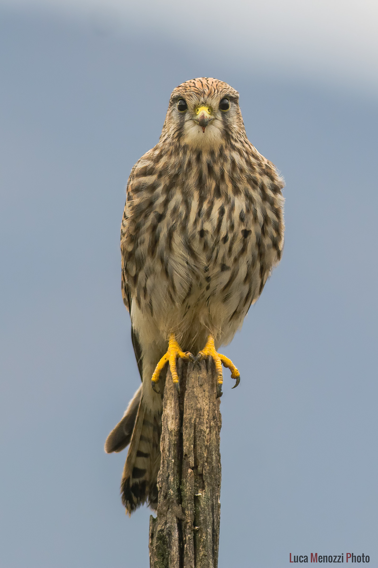 Kestrel