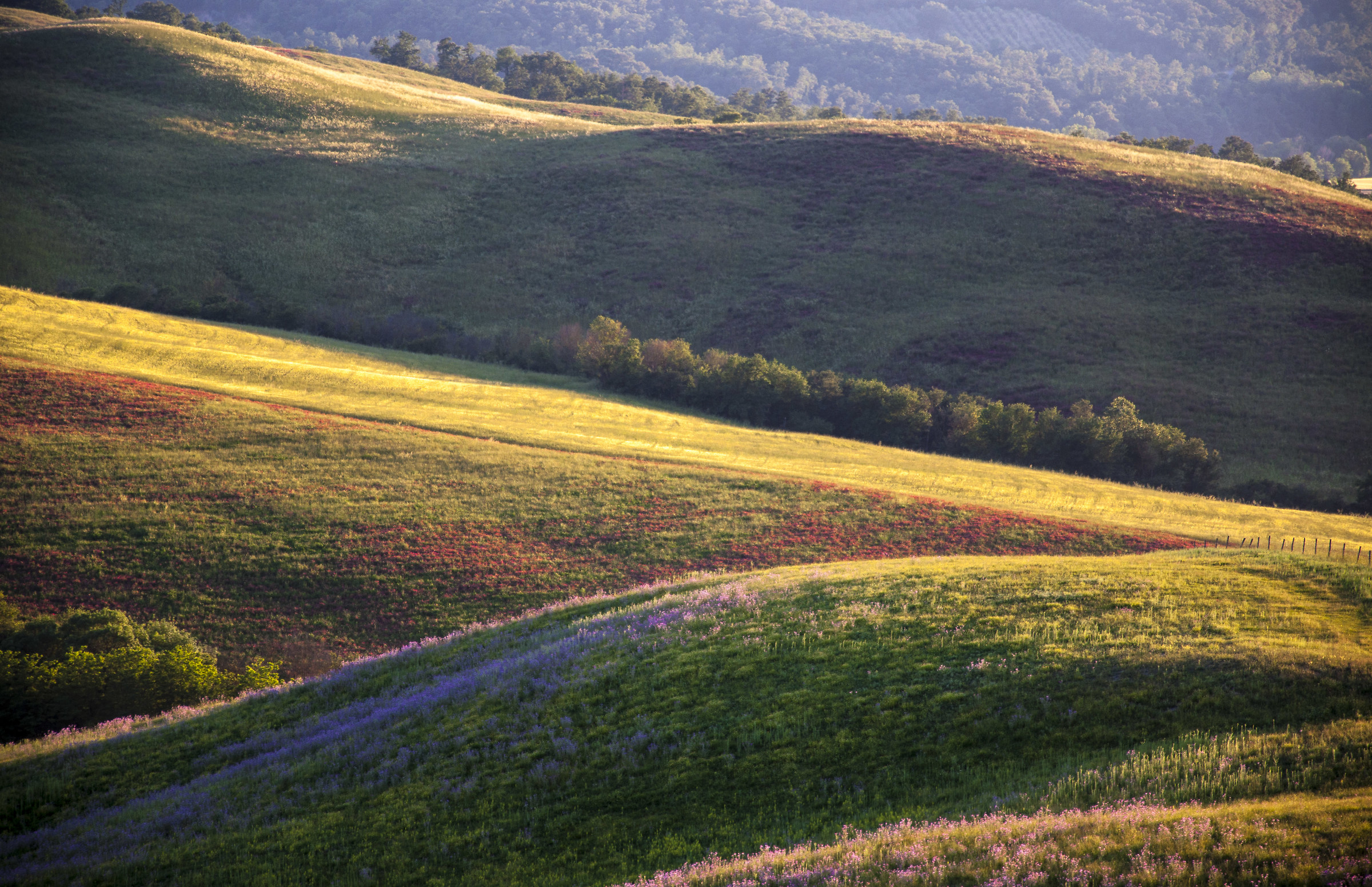 colline toscane