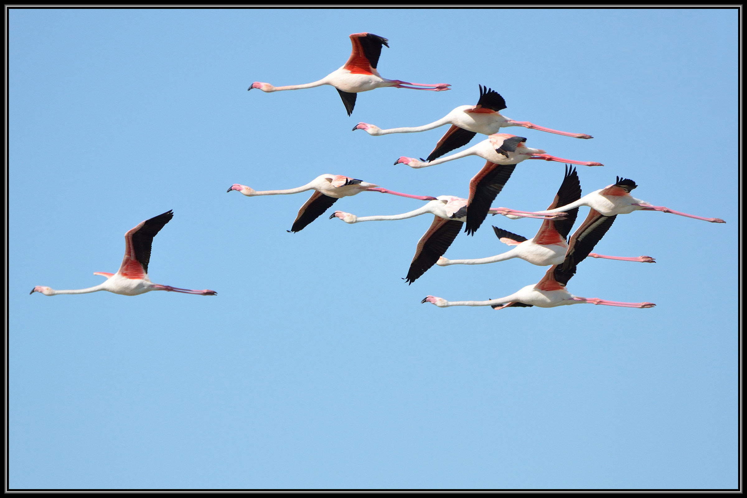 Pattuglia di Fenicotteri