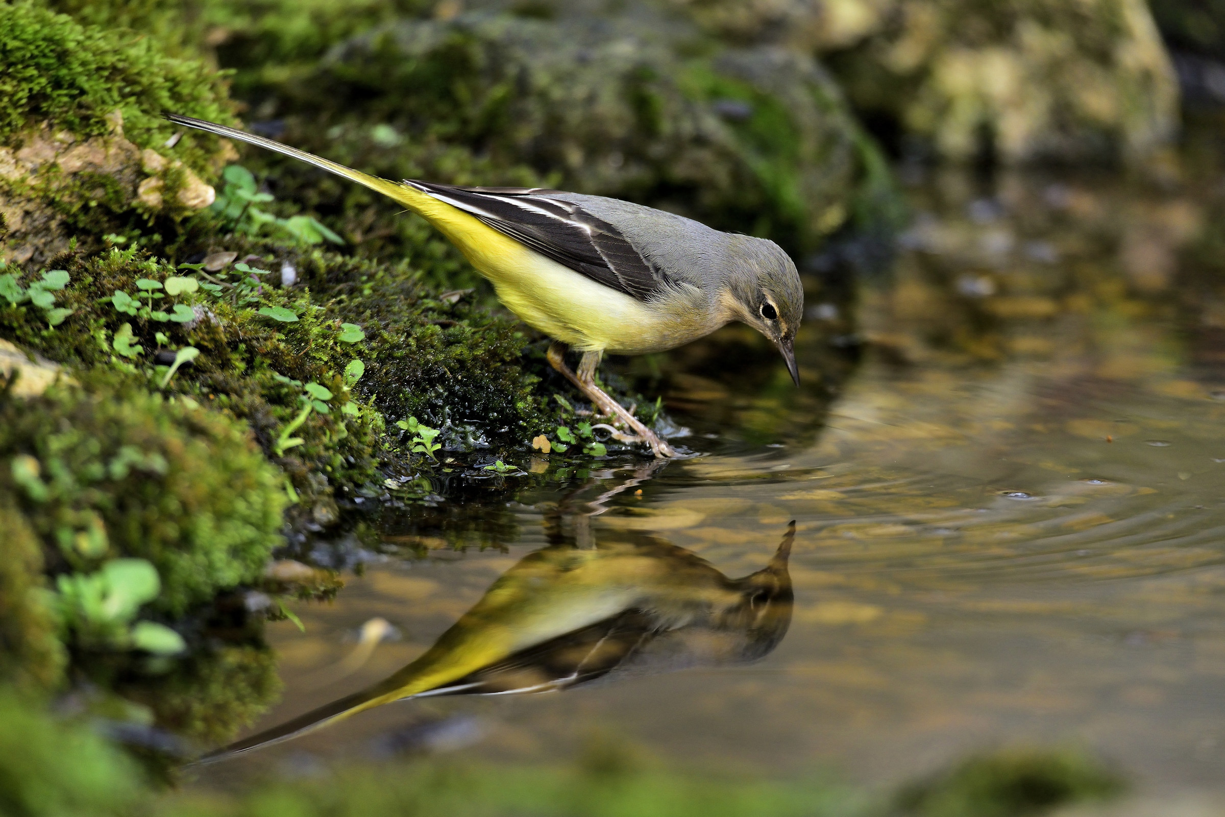 Ballerina gialla (Motacilla cinerea)