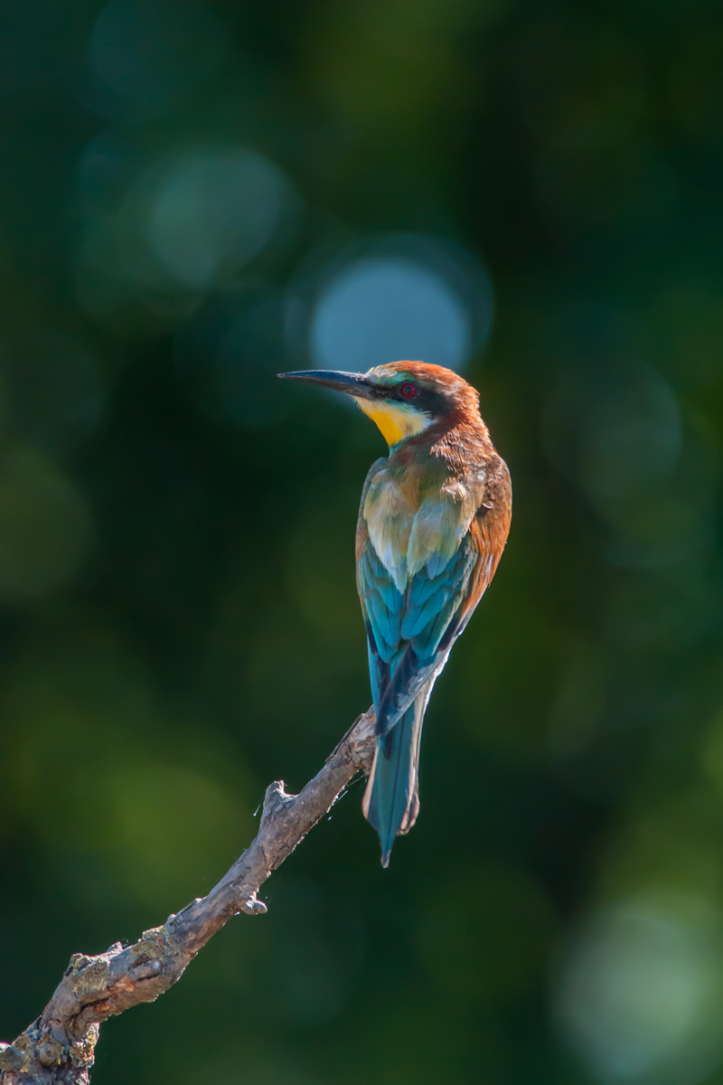 Bee Eater