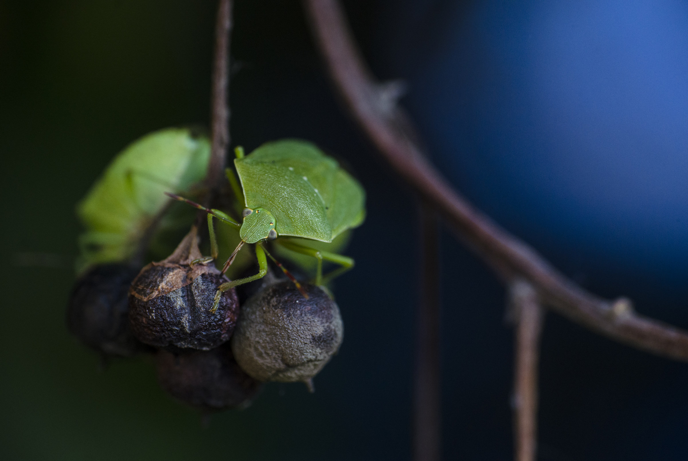 Il trampolino delle cimici