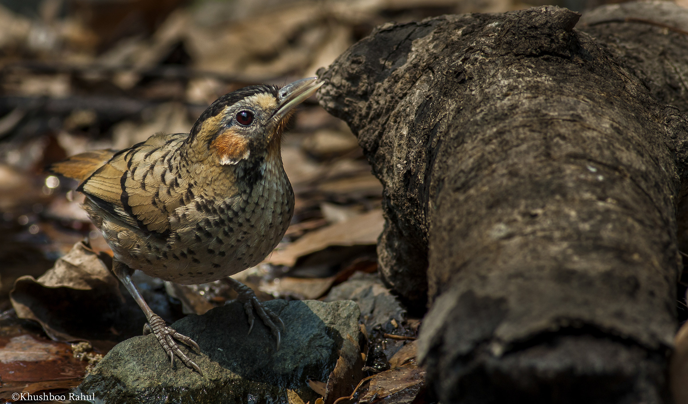 The rufous-chinned laughingthrush (Garrulax rufogularis