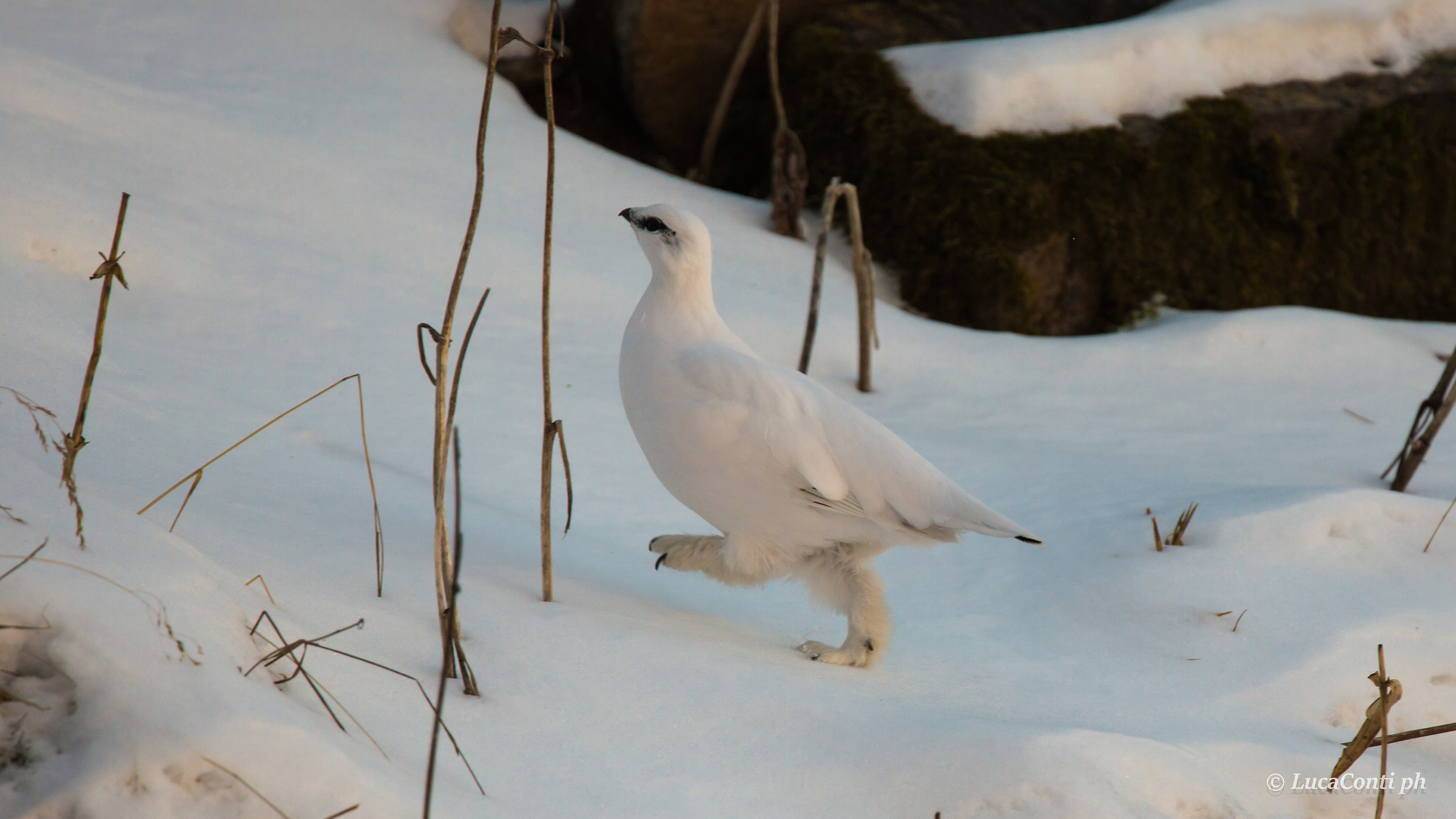 Penice White Male (Valsassina)