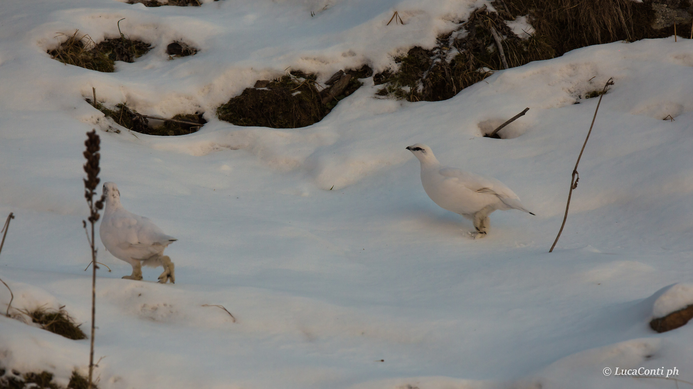 White pair of Partridges (Valsassina)