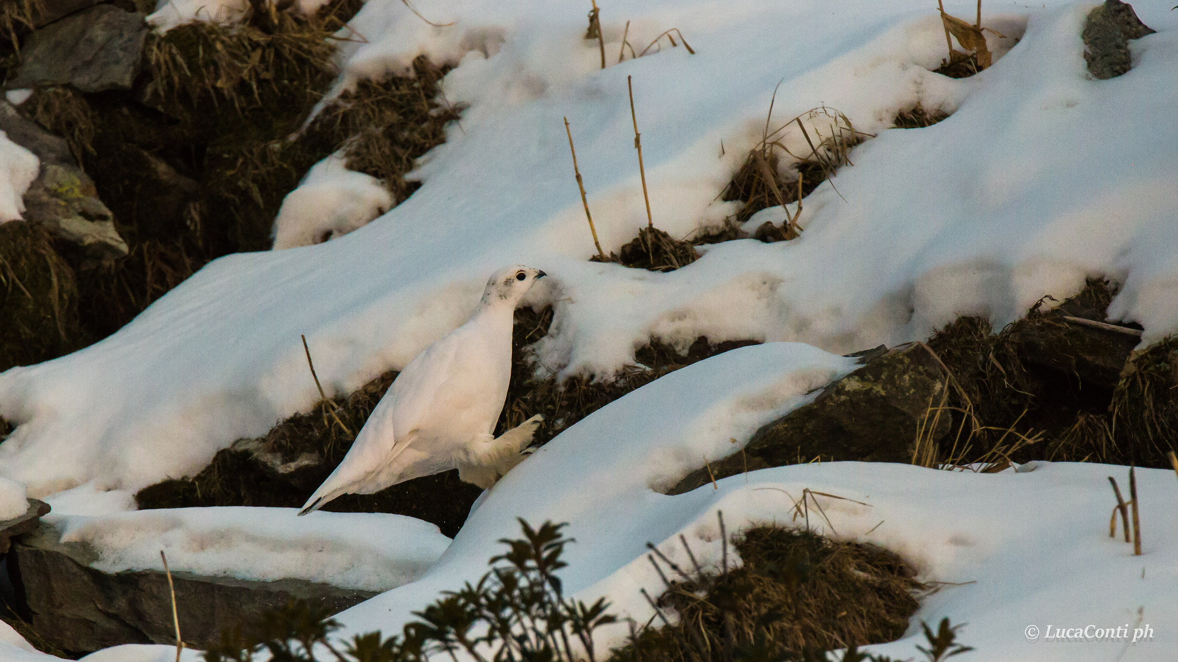 Female Ptarmigan (valsassina)
