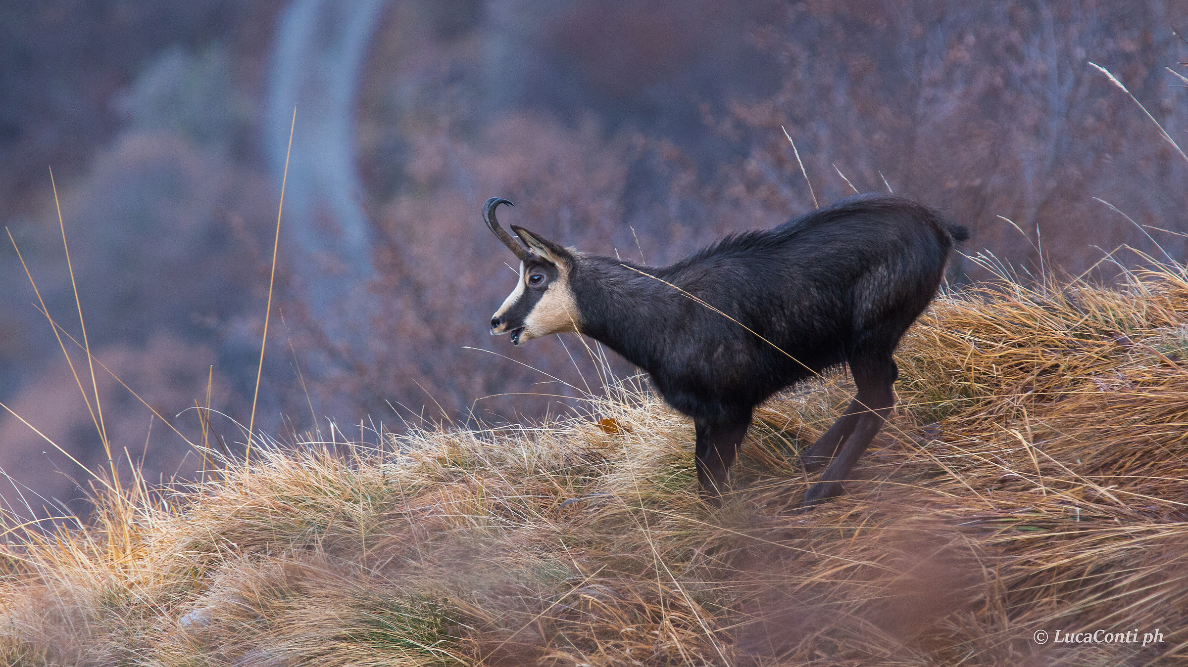 Madre e piccolo diCamoscio alpino (rupicapra rupicapra)