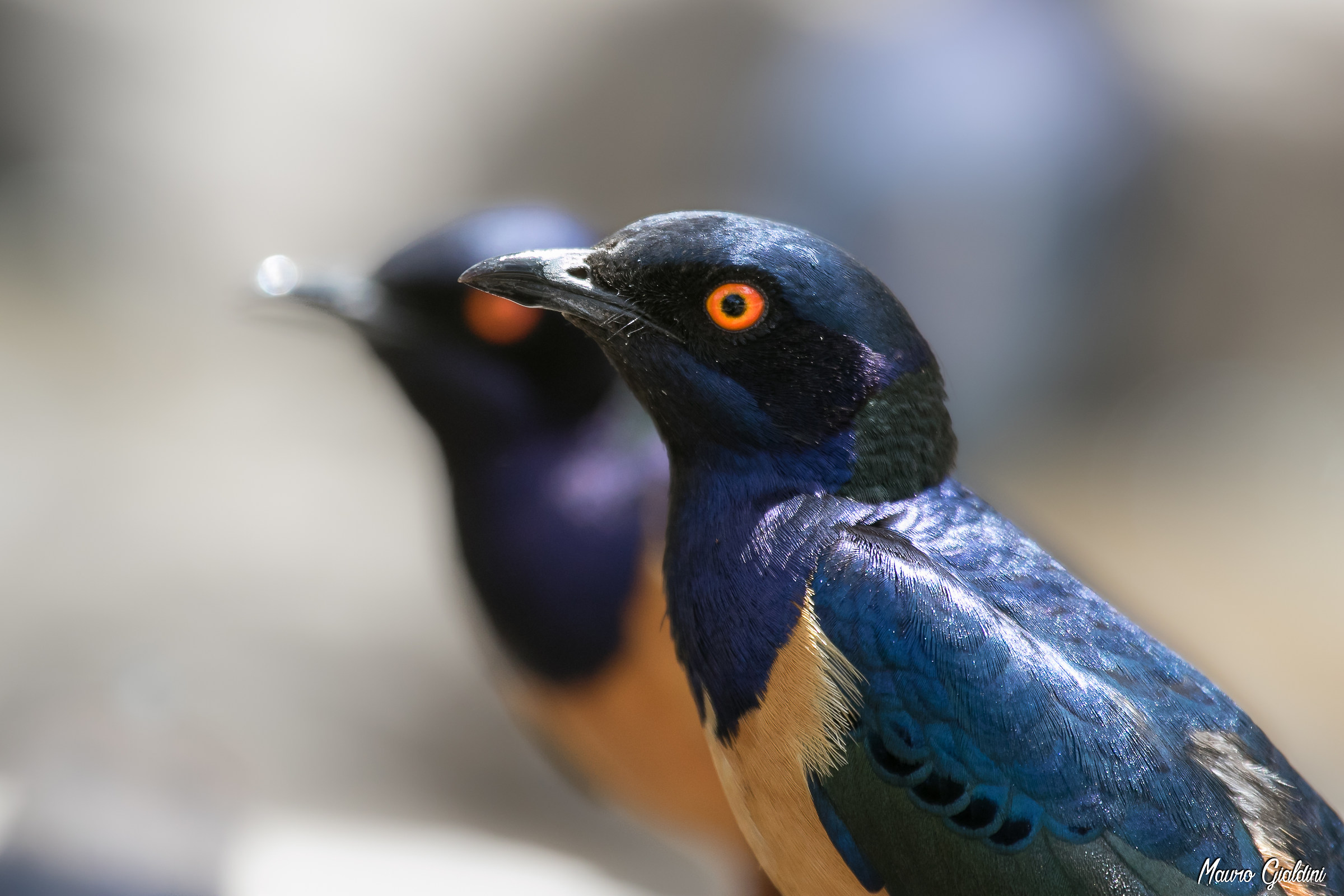 Storno superbo (Lamprotornis superbus)