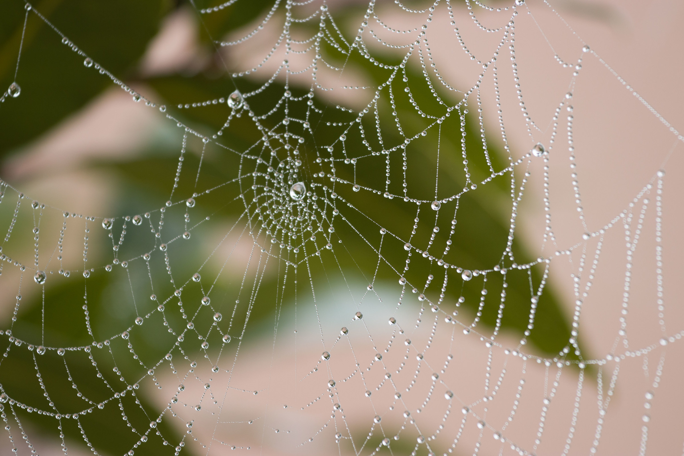 And the spider was left with a handful of mist ...