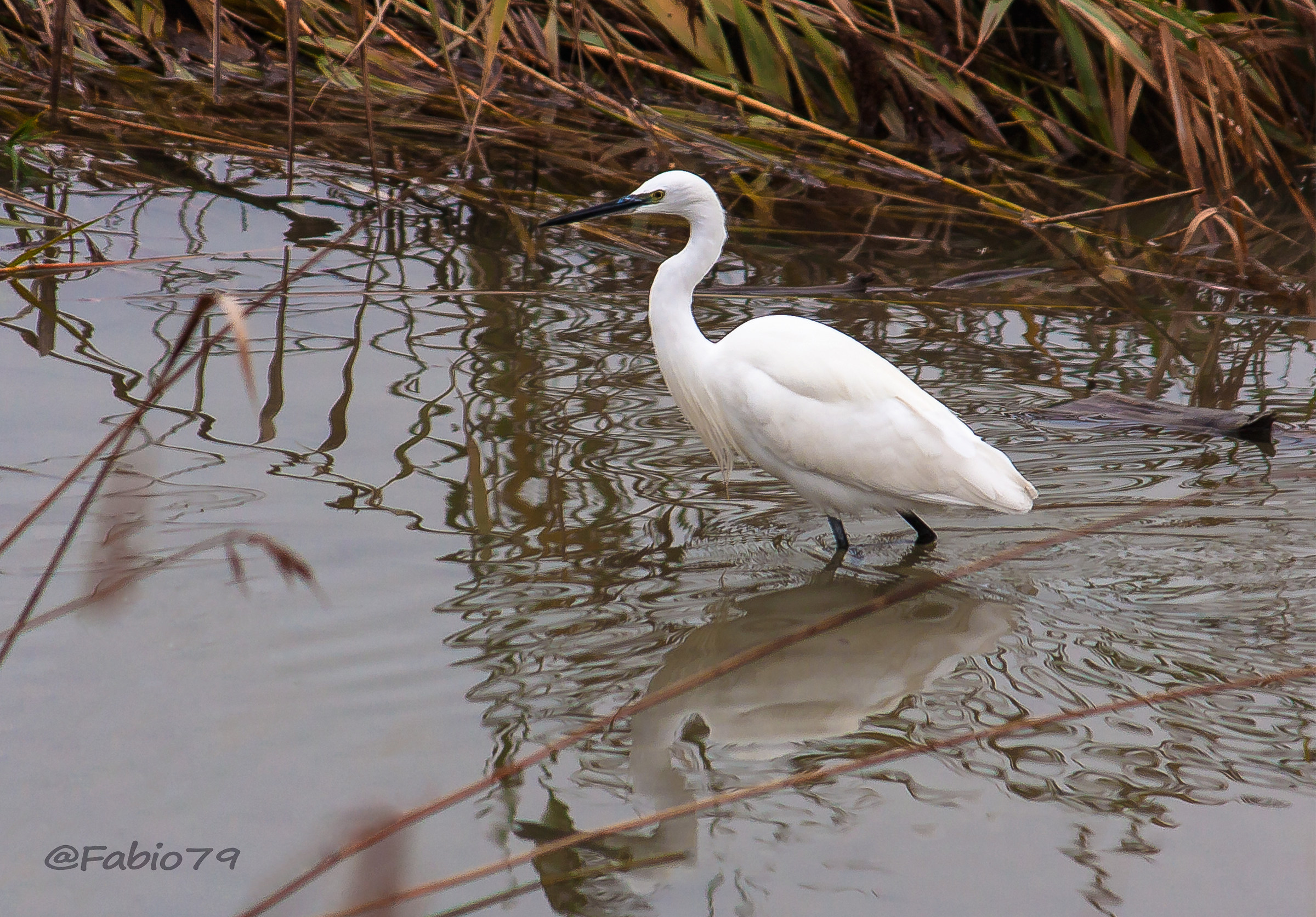 The egret reflected