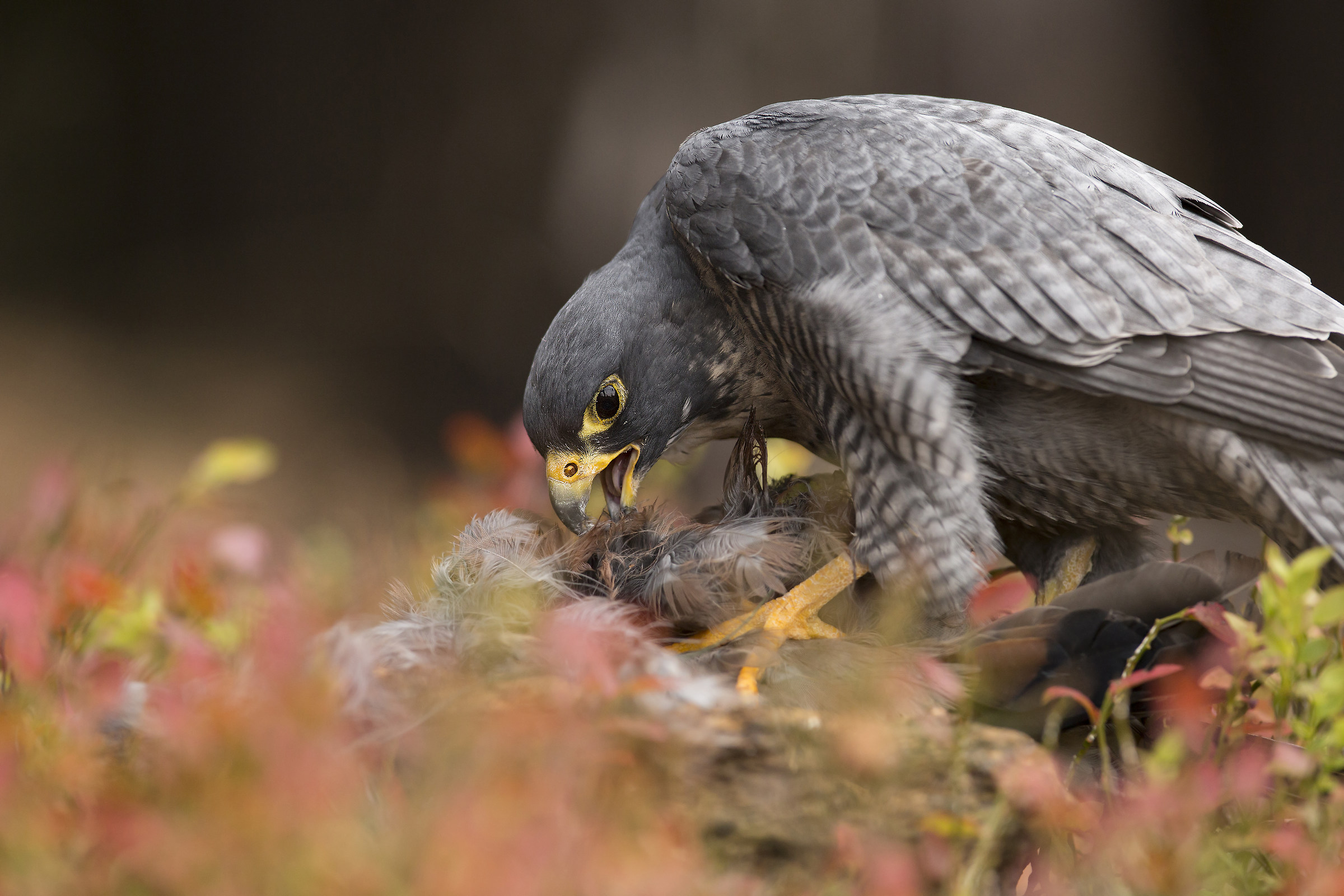 Peregrine falcon