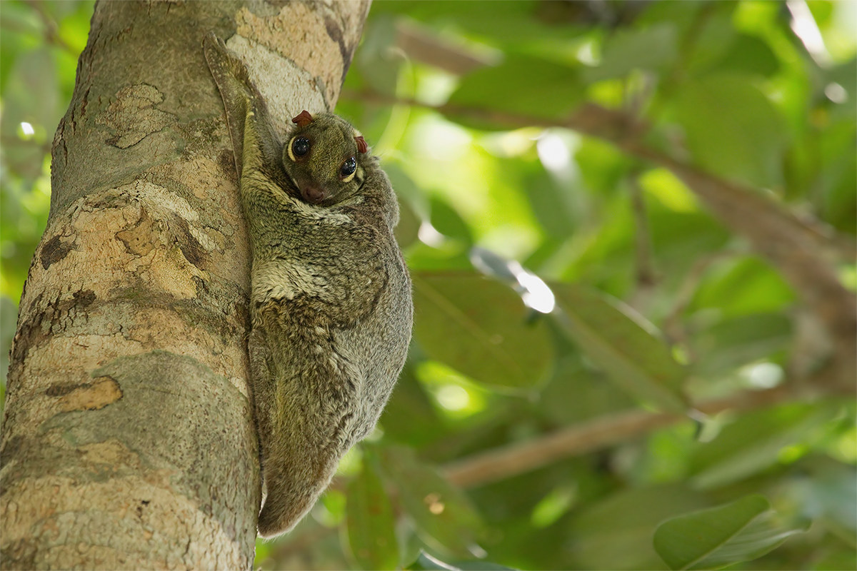 Galeopterus variegatus (galeopterus variegatus) - Malaysia