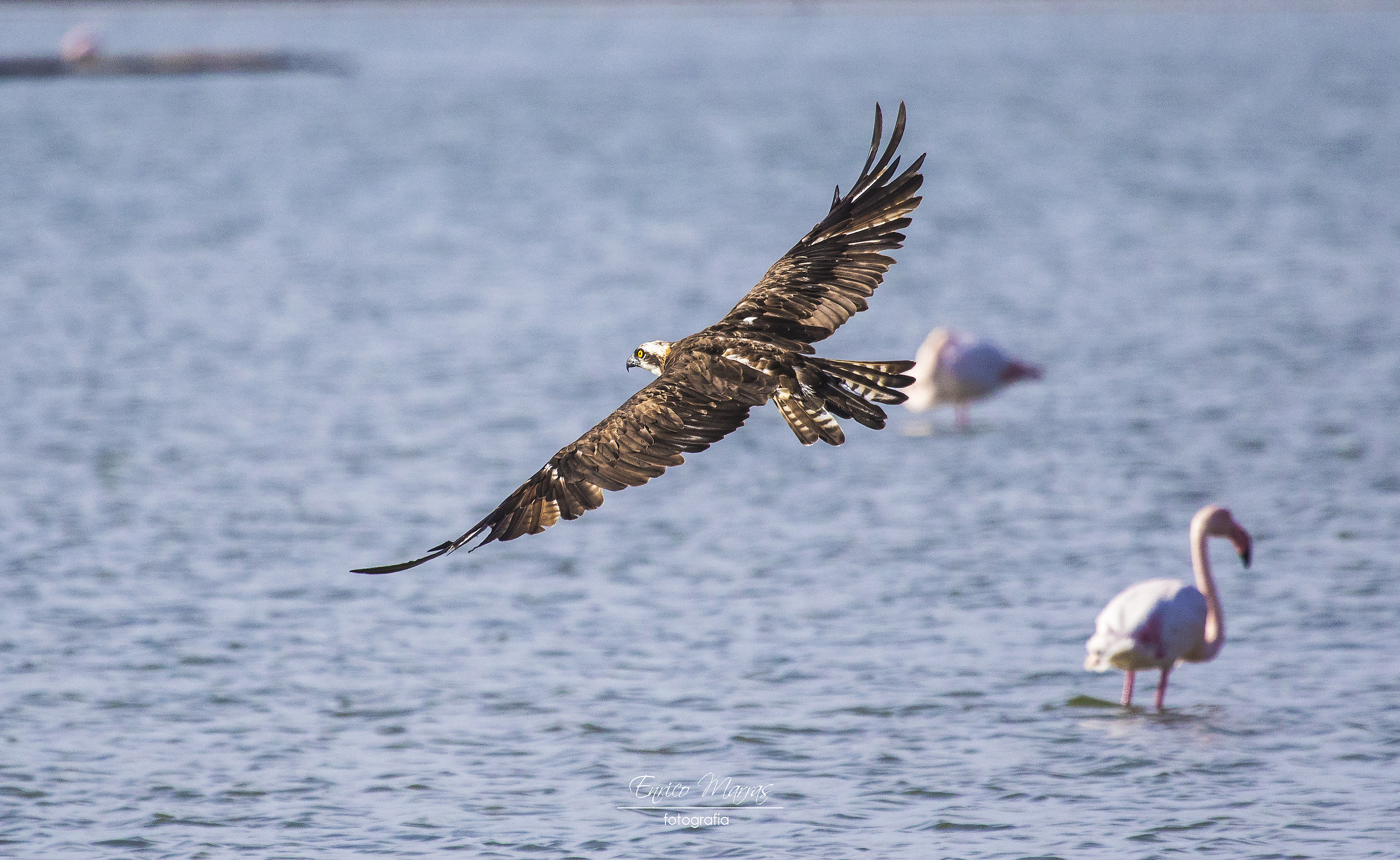 in search of a perch