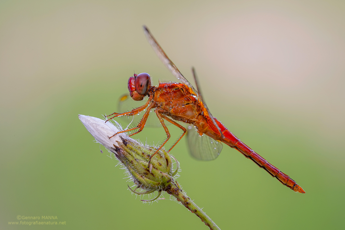 Crocothemis erythraea