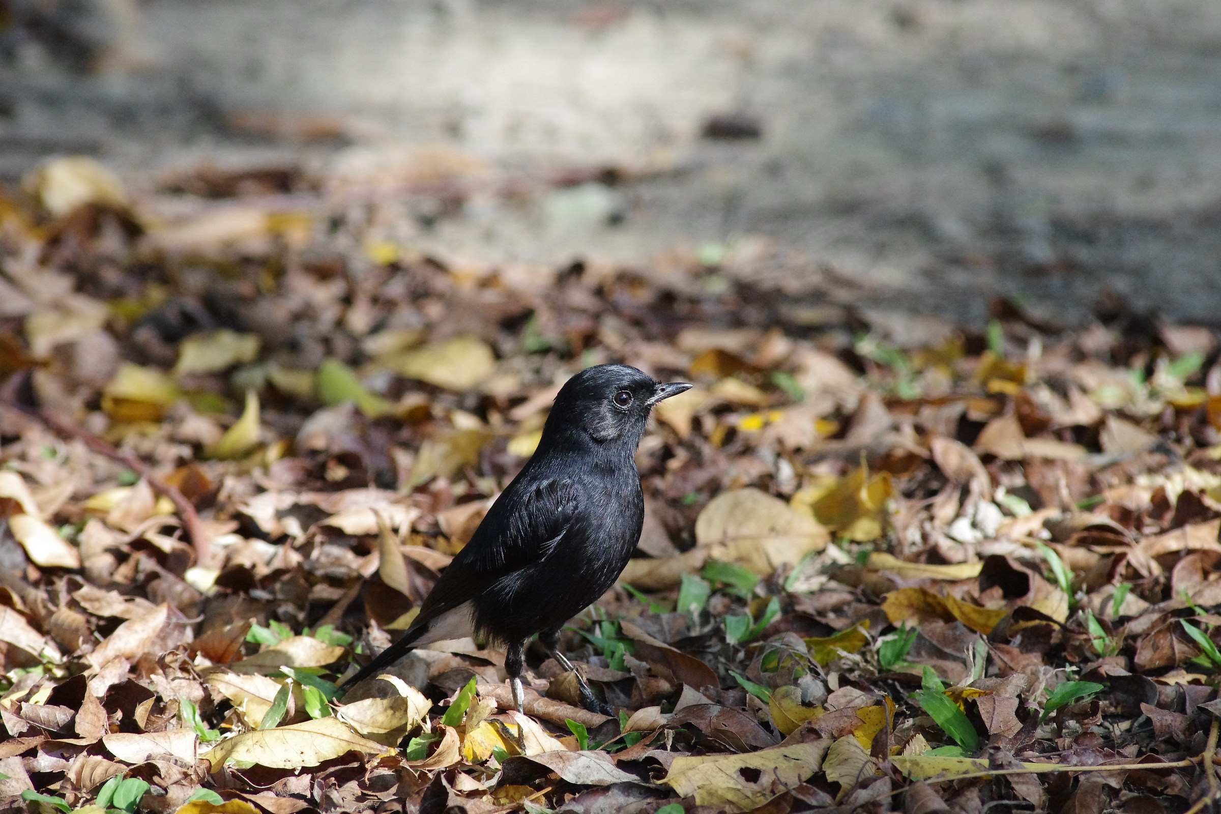pied Bushchat
