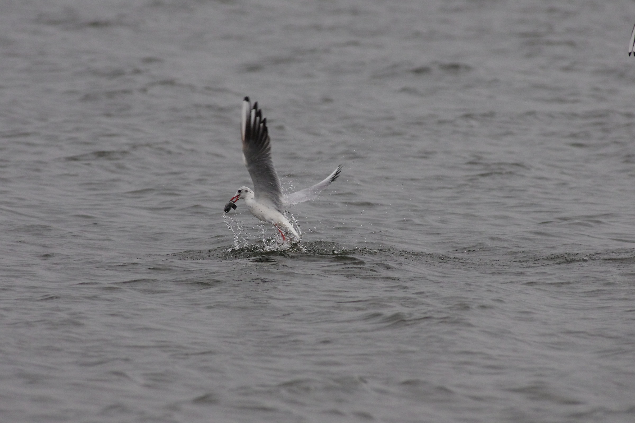 Black-headed Gull