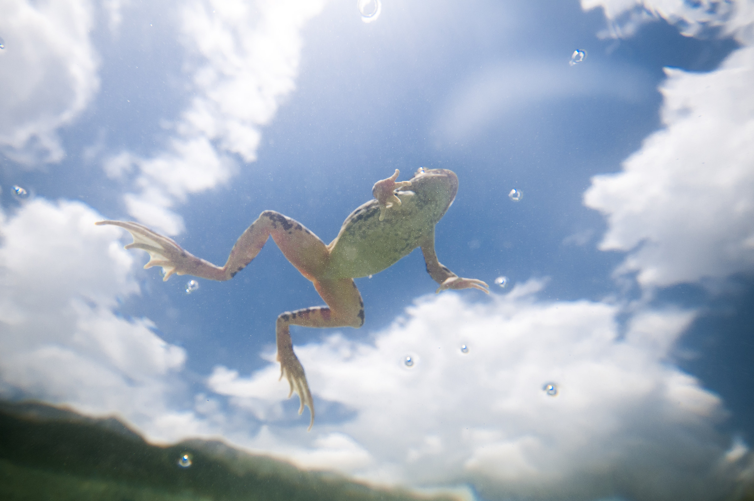 swimming in the clouds