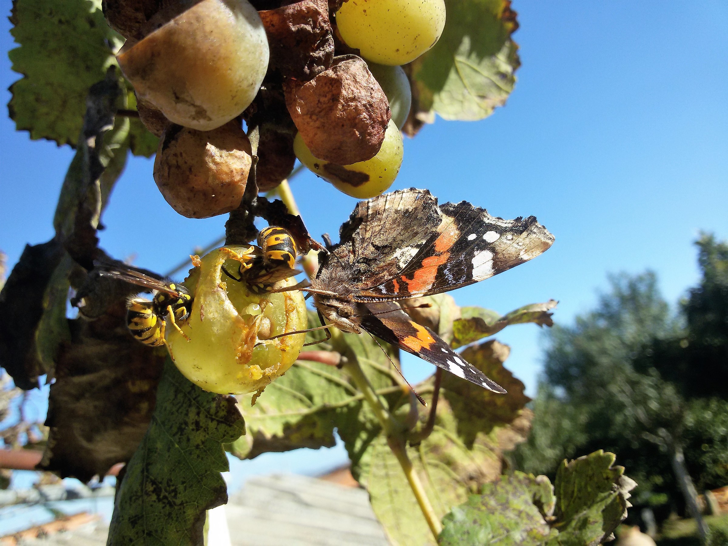 aggiungi un posto a tavola