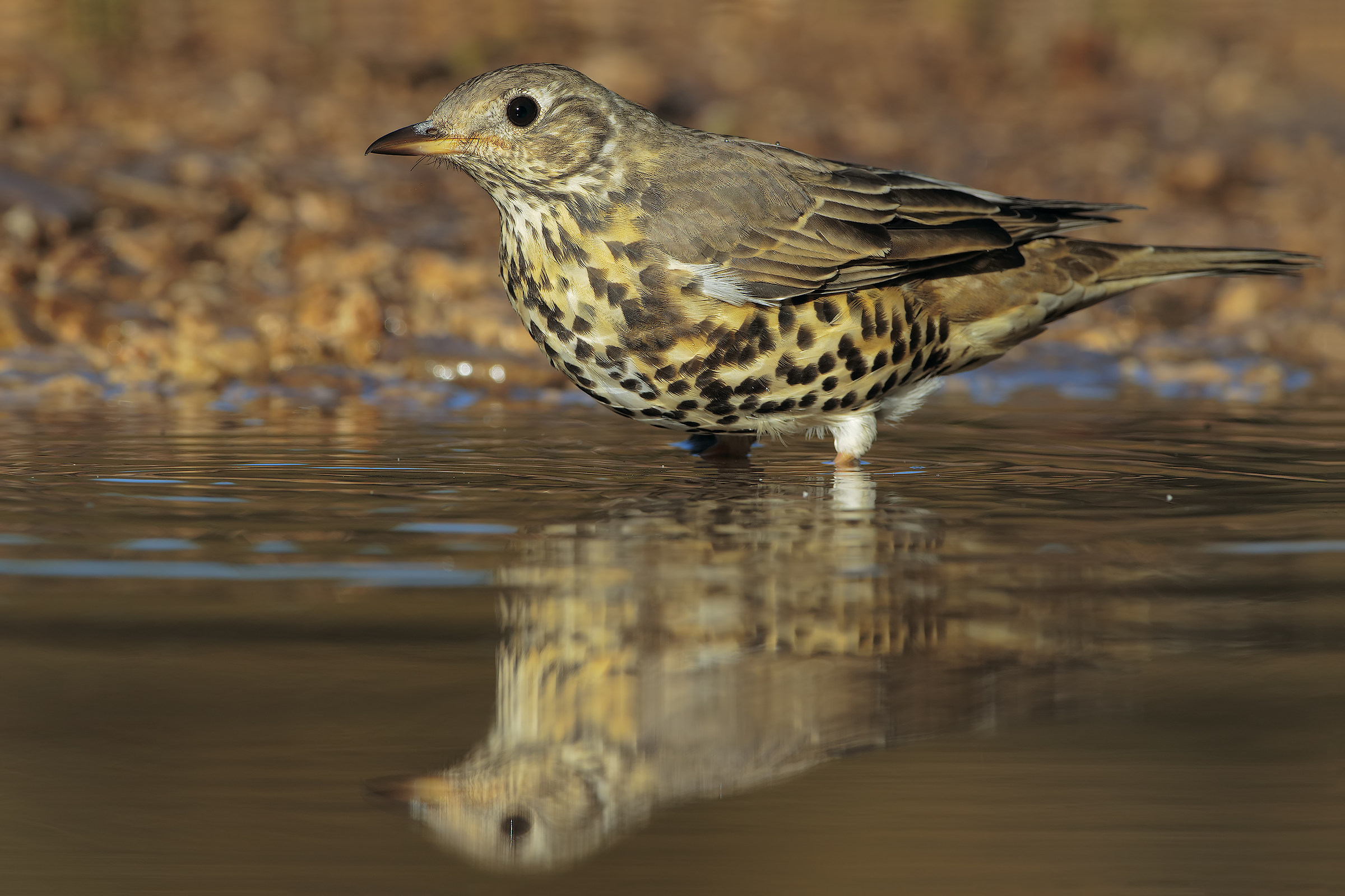 Mistle to the bathroom