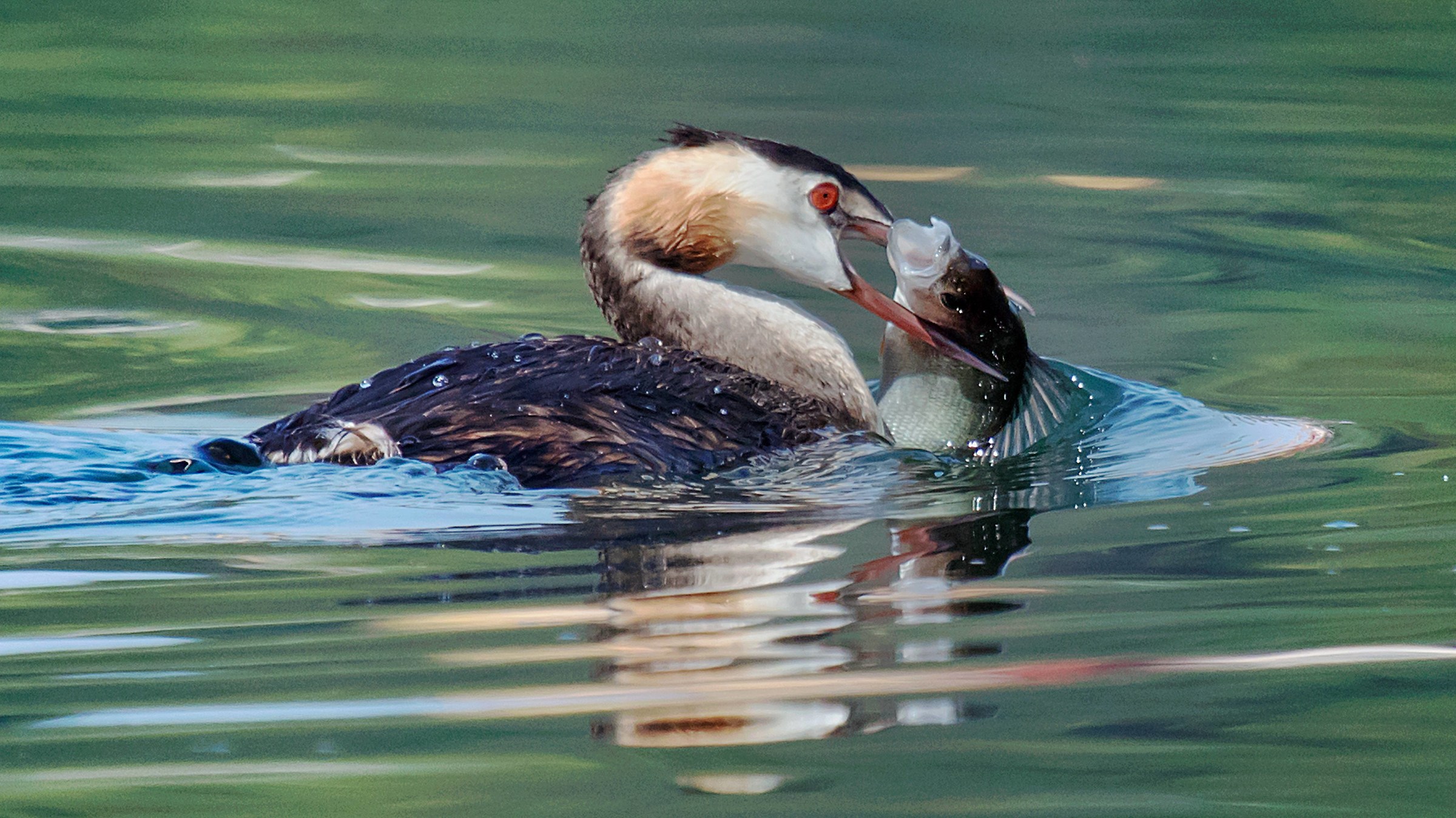Grebe with prey