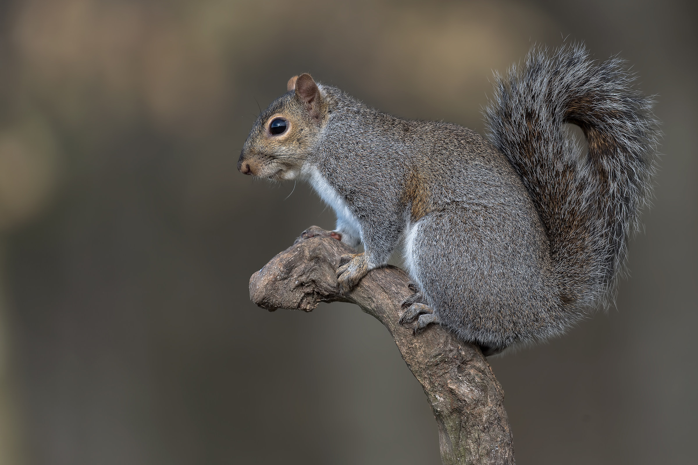 In looking on the lookout