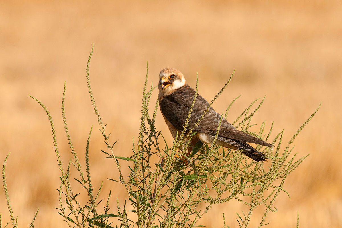 Red-footed Falcon (f.)
