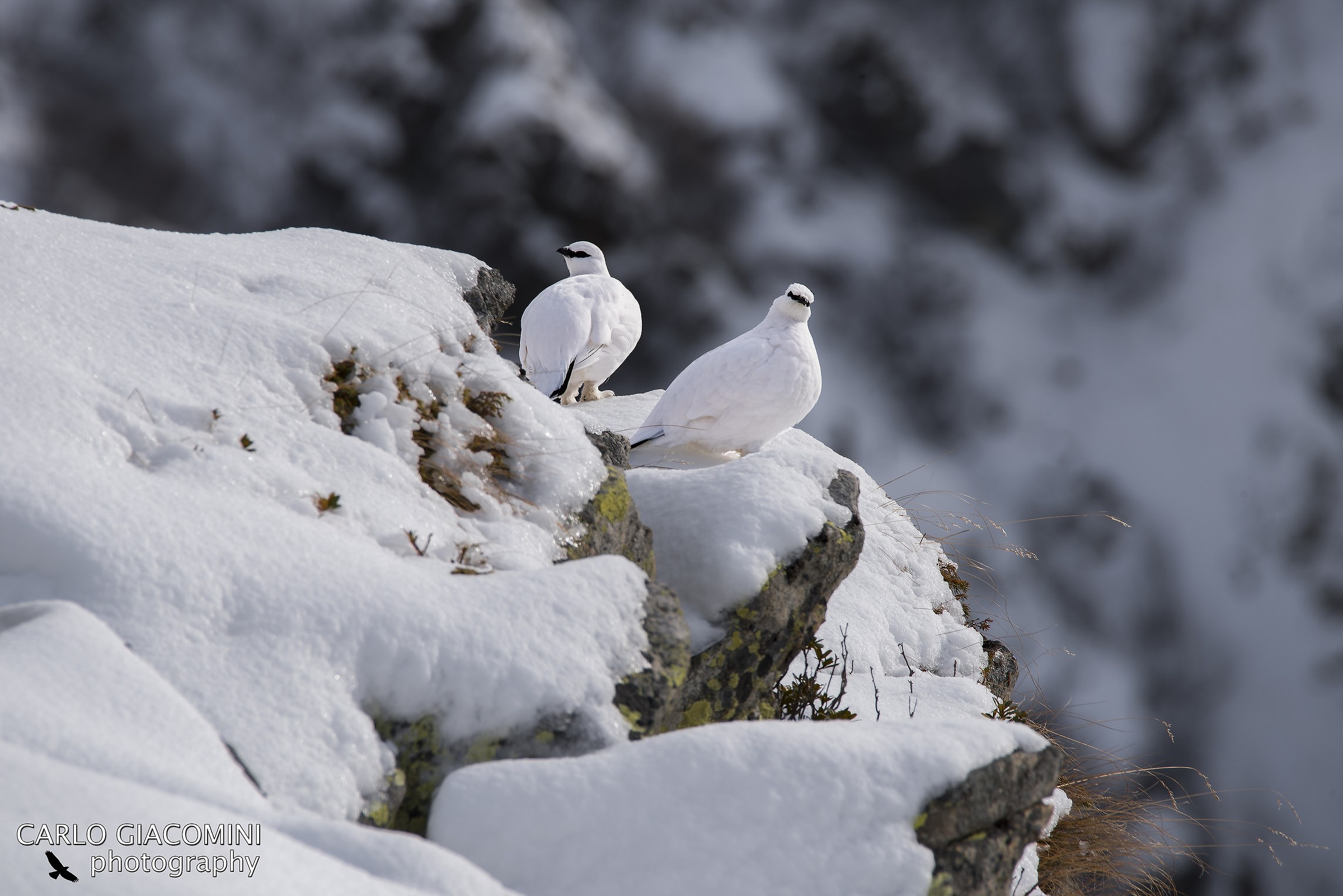 ptarmigan male