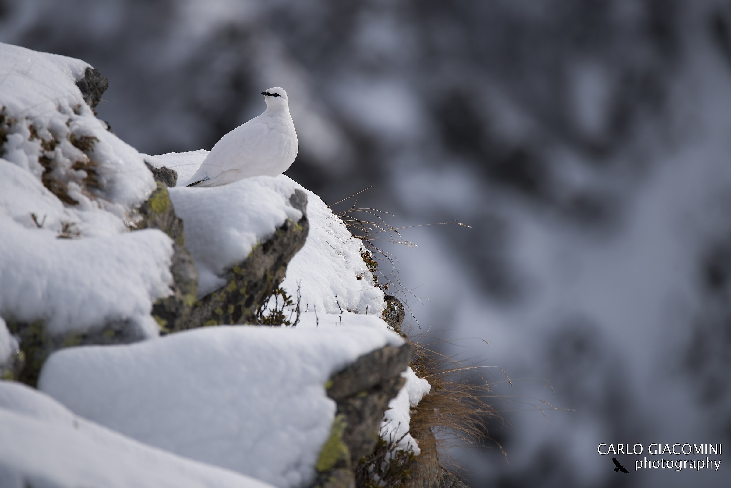 male ptarmigan