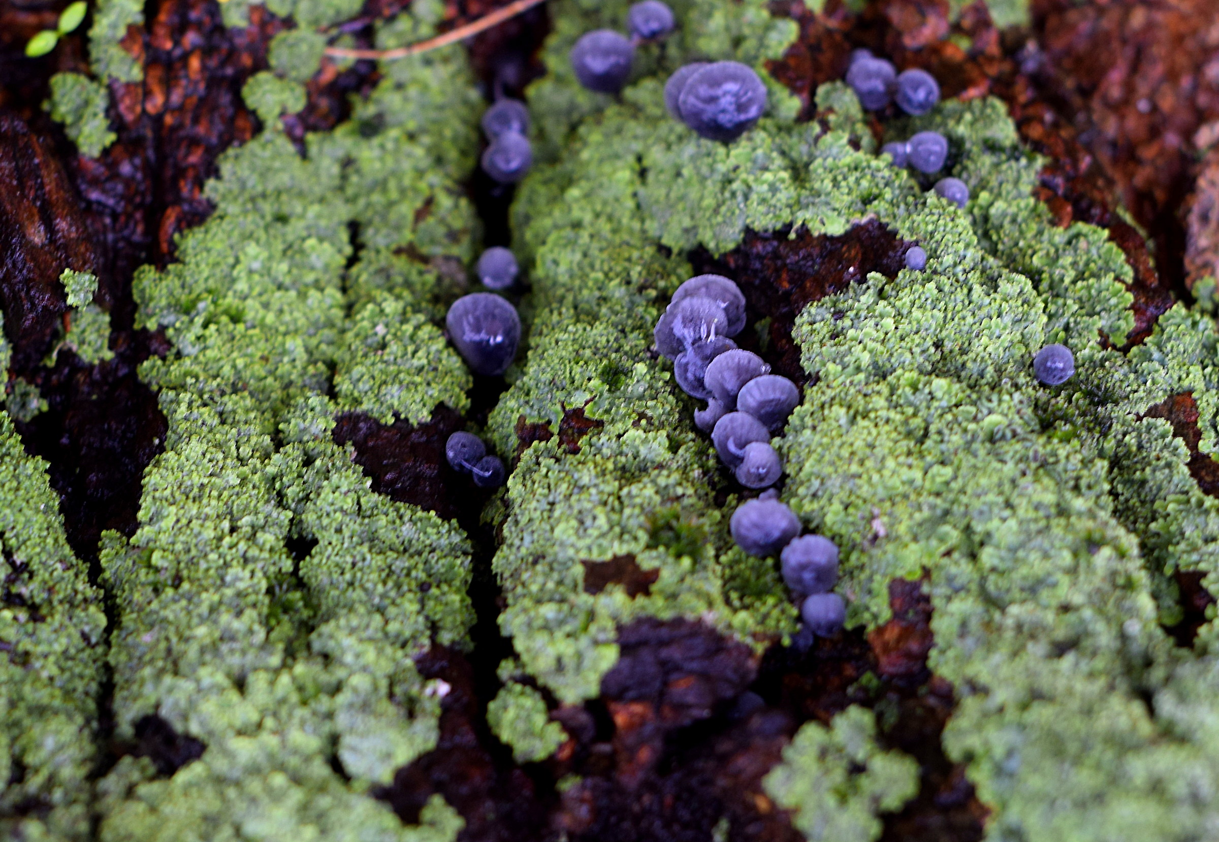 Bark at the autumn mushrooms