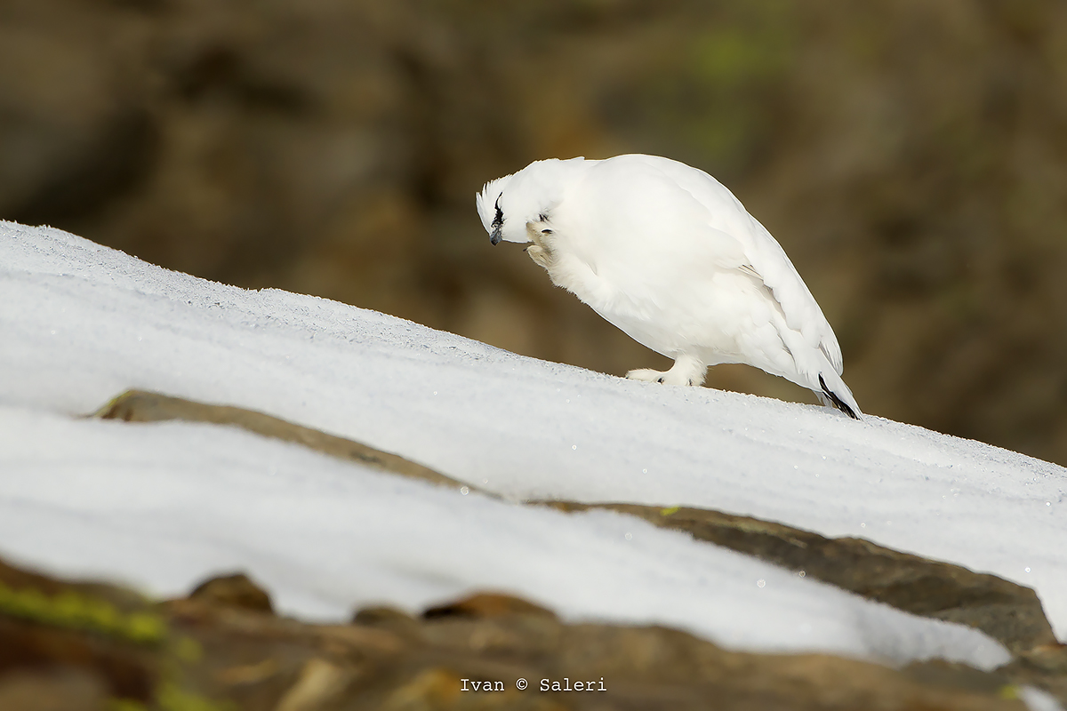 Ptarmigan