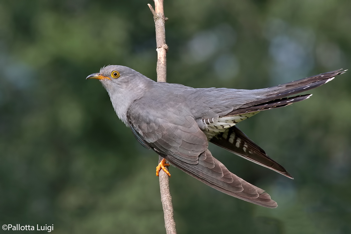 Cuckoo (Cuculus Canarus)