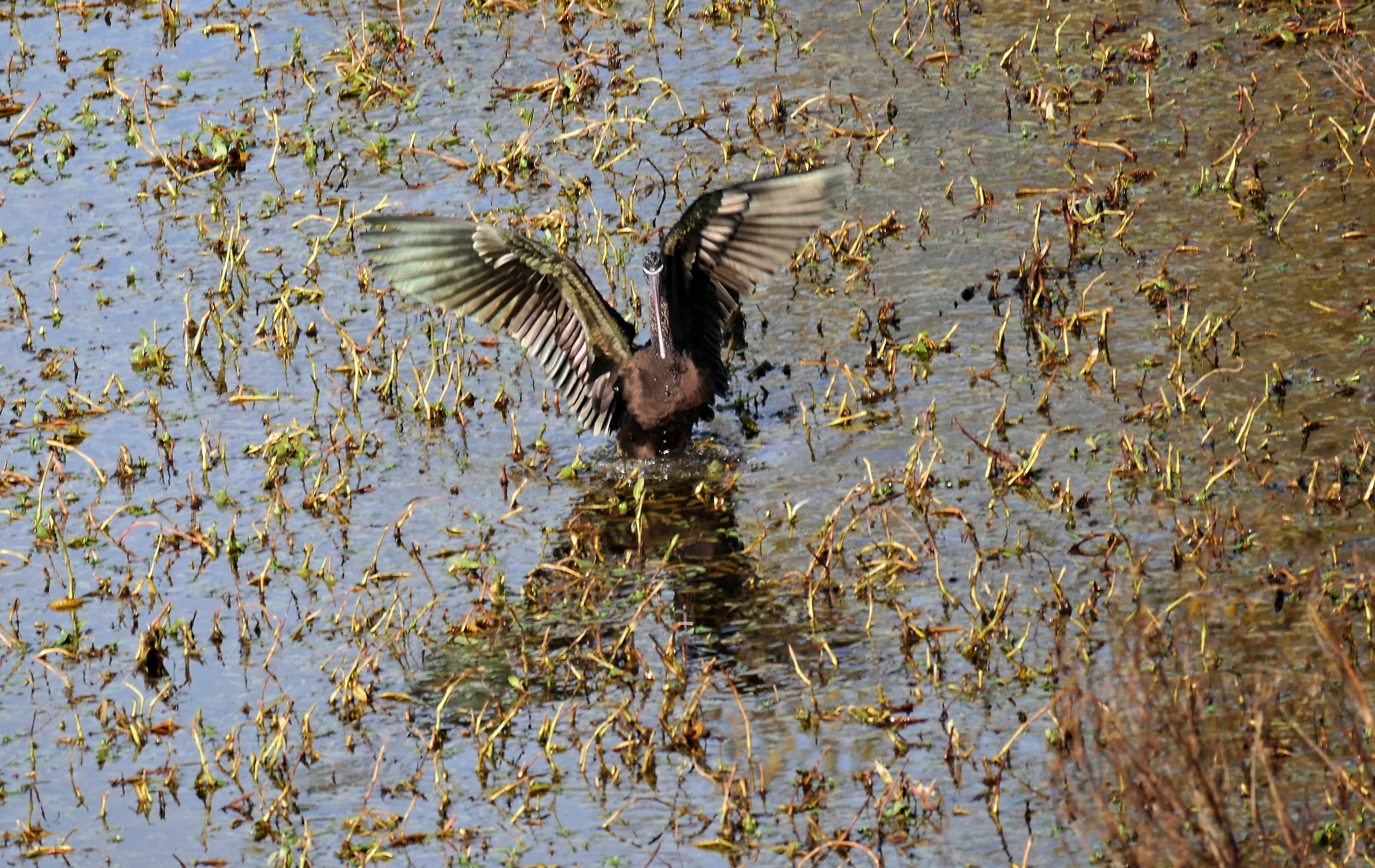glossy ibis