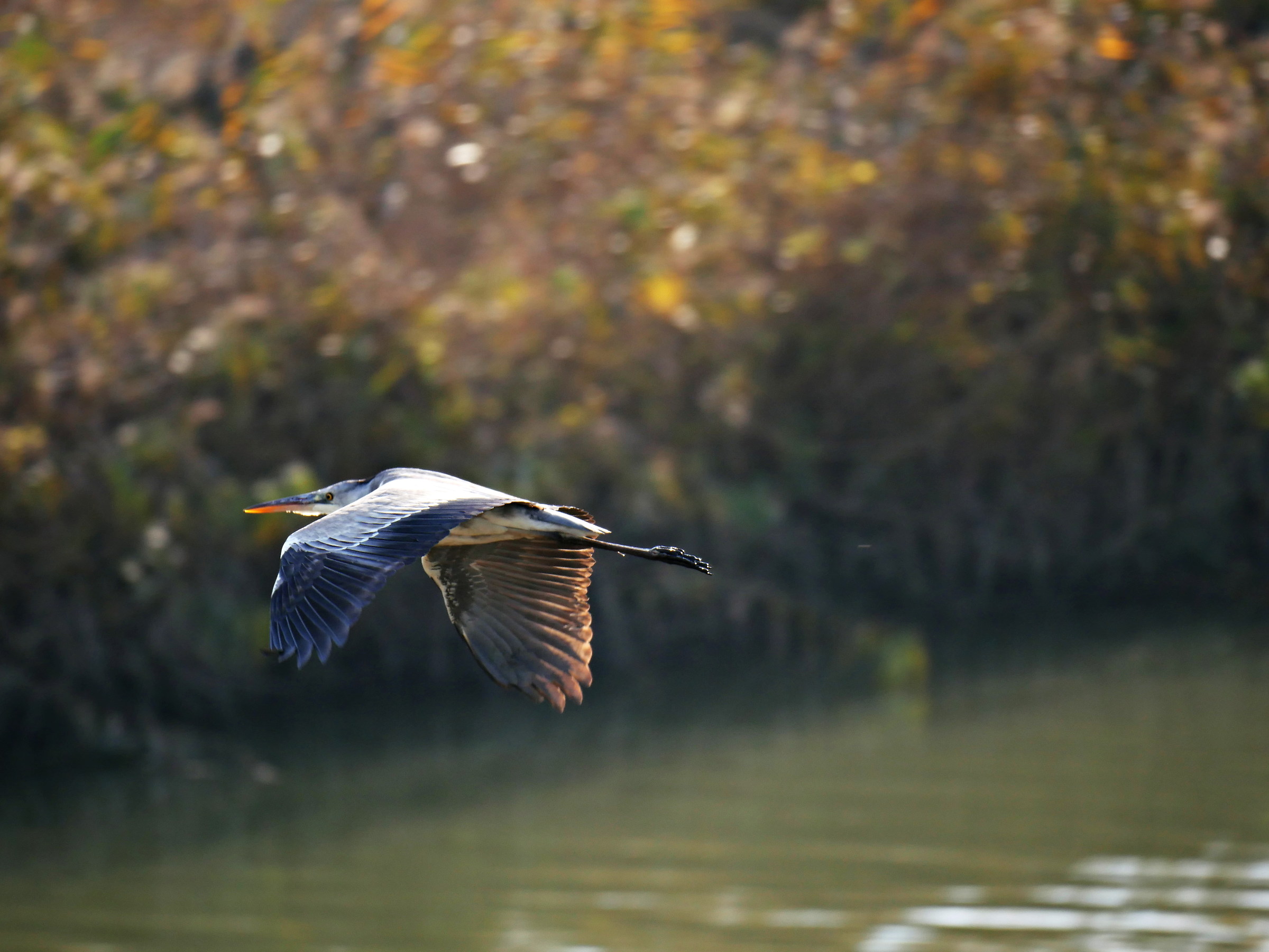 gray heron