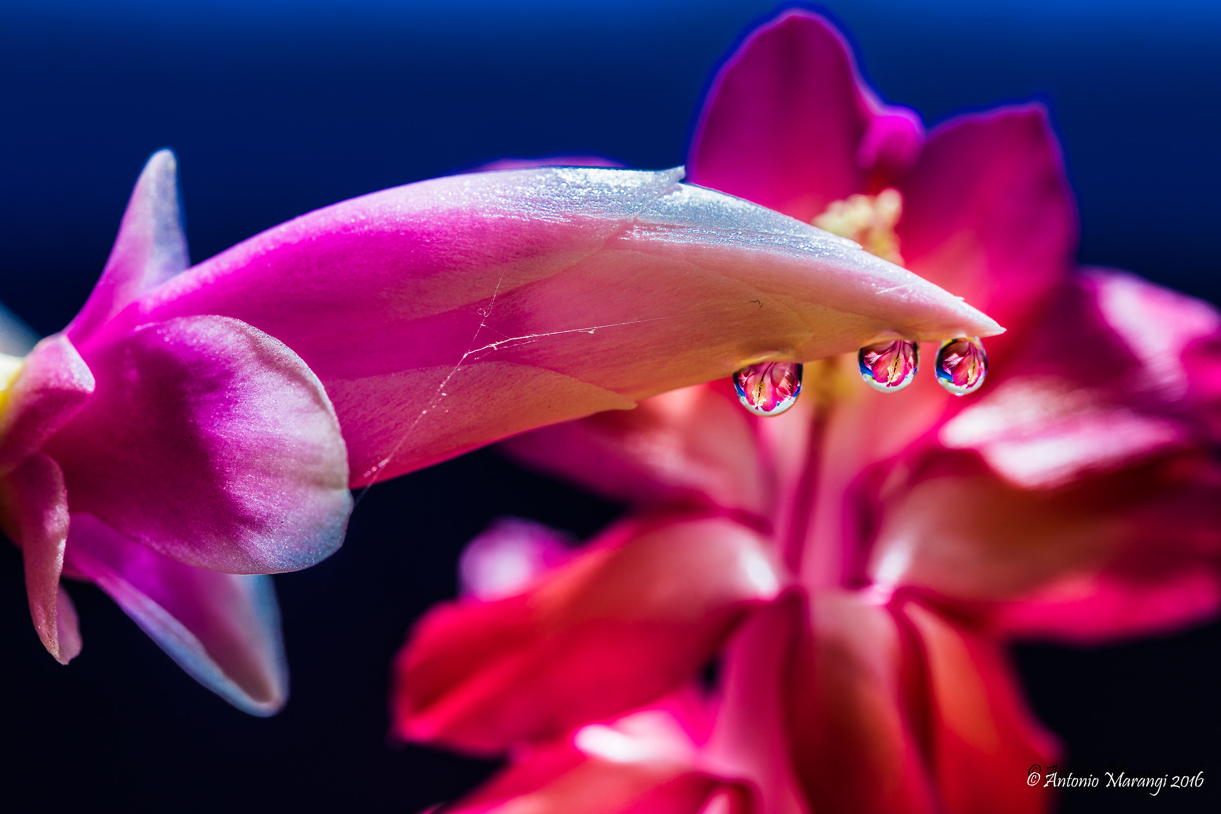 the spider web on Schlumbergera