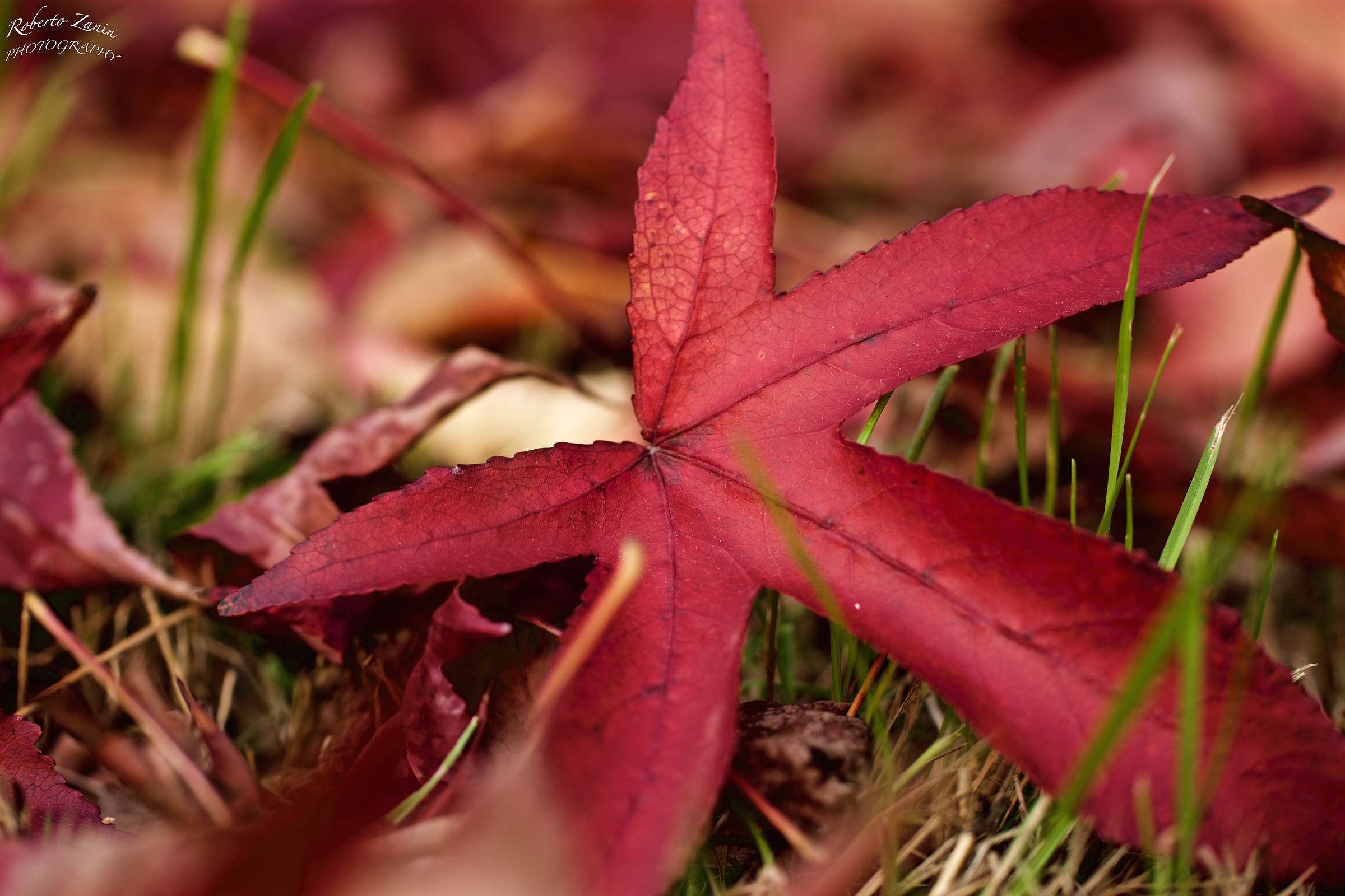 Fall through the meadows