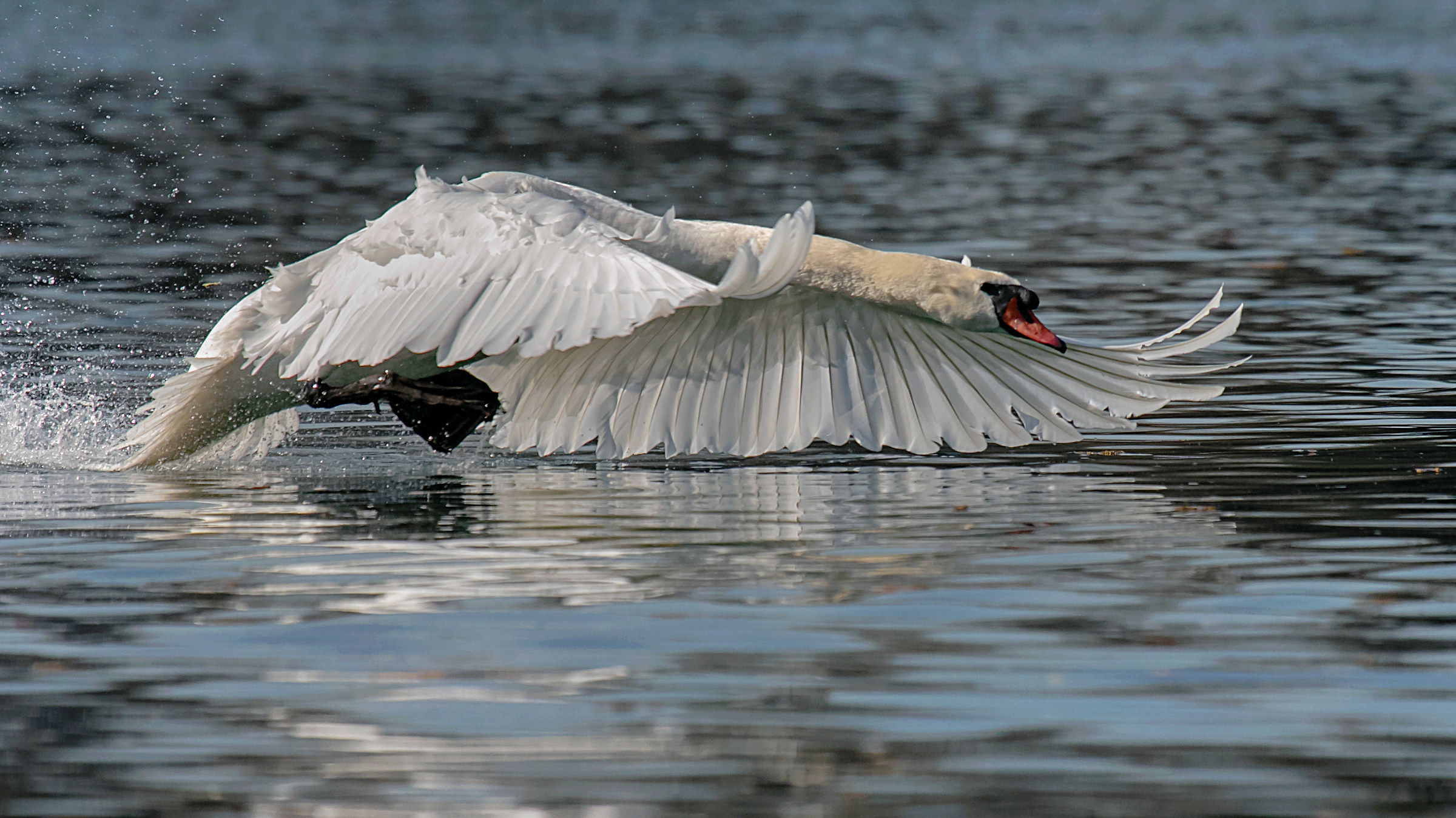 Swan stretching departing