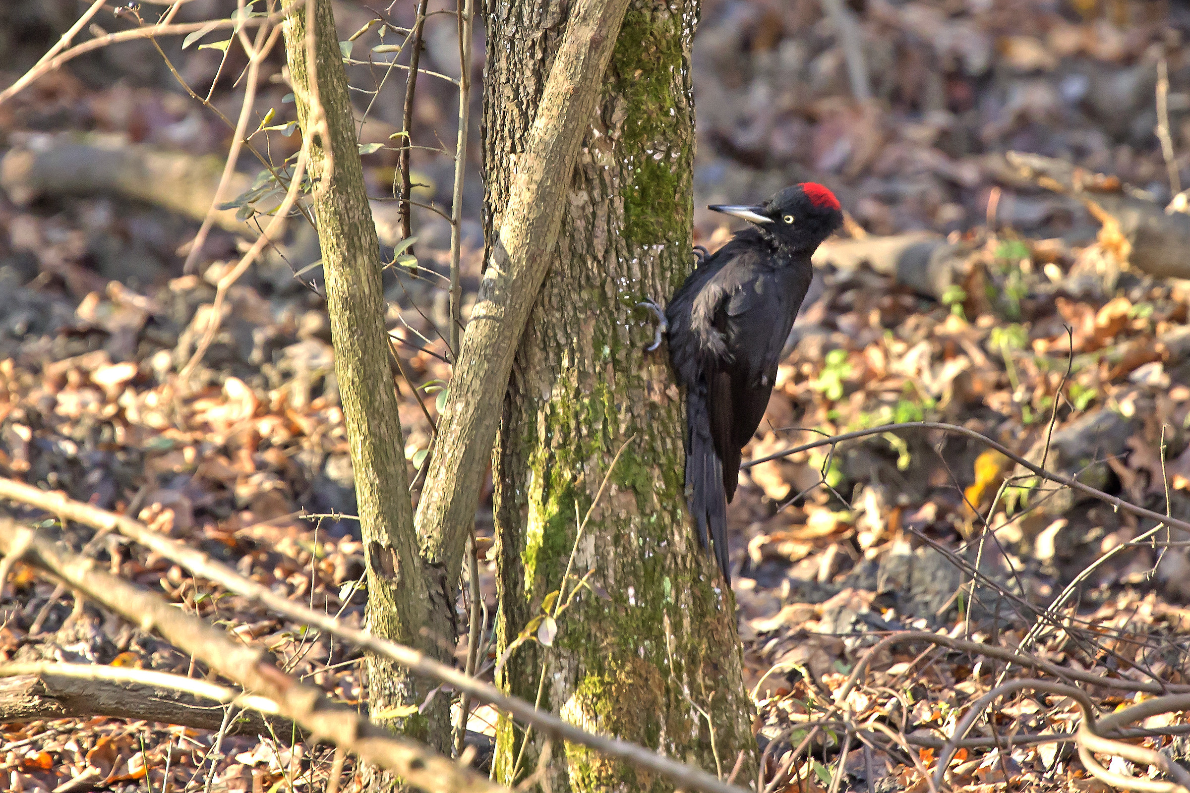 Picchio nero femmina  - Dryocopus martius