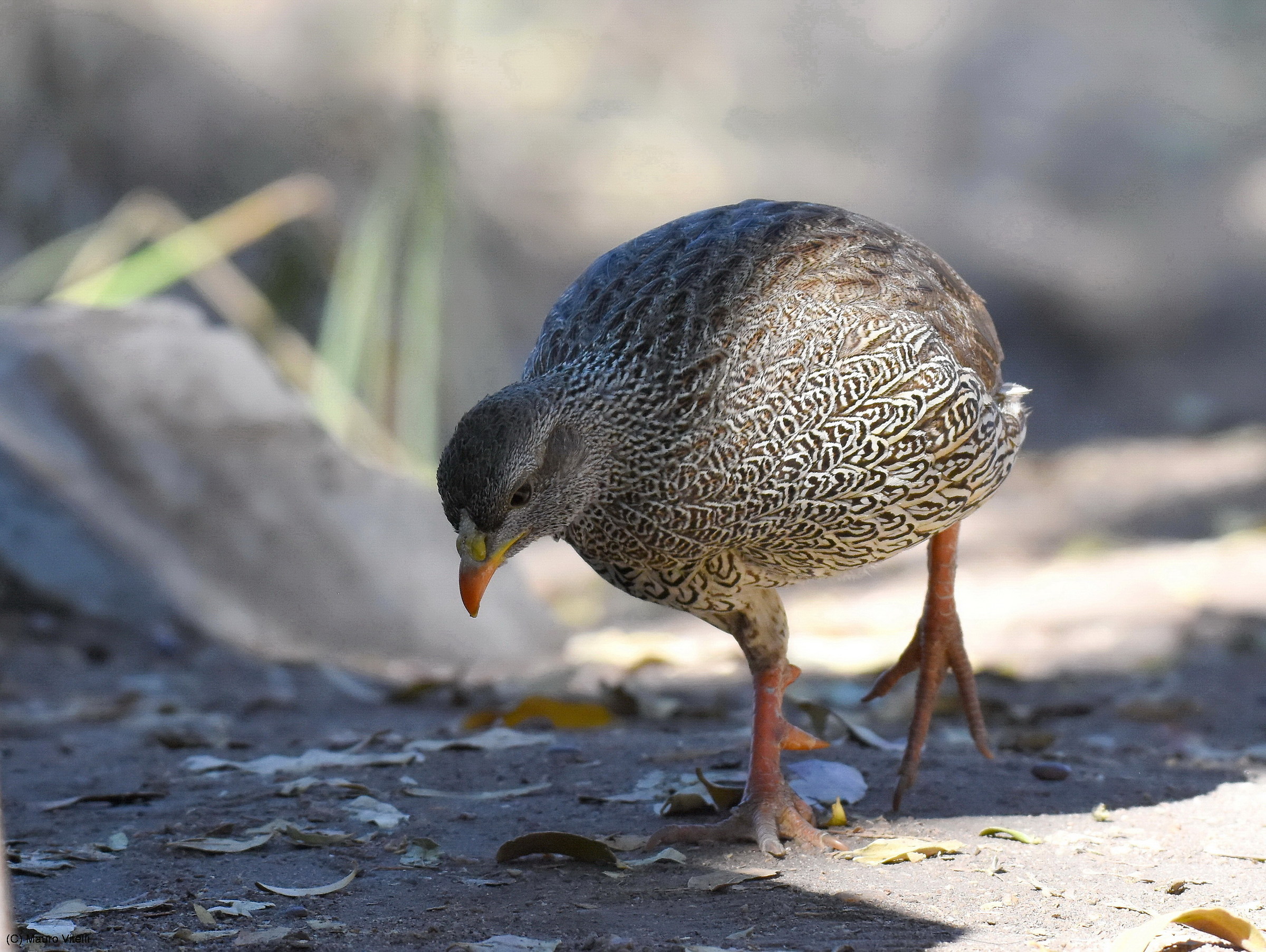 Natal Spurfowl (Pternistis natalensis)
