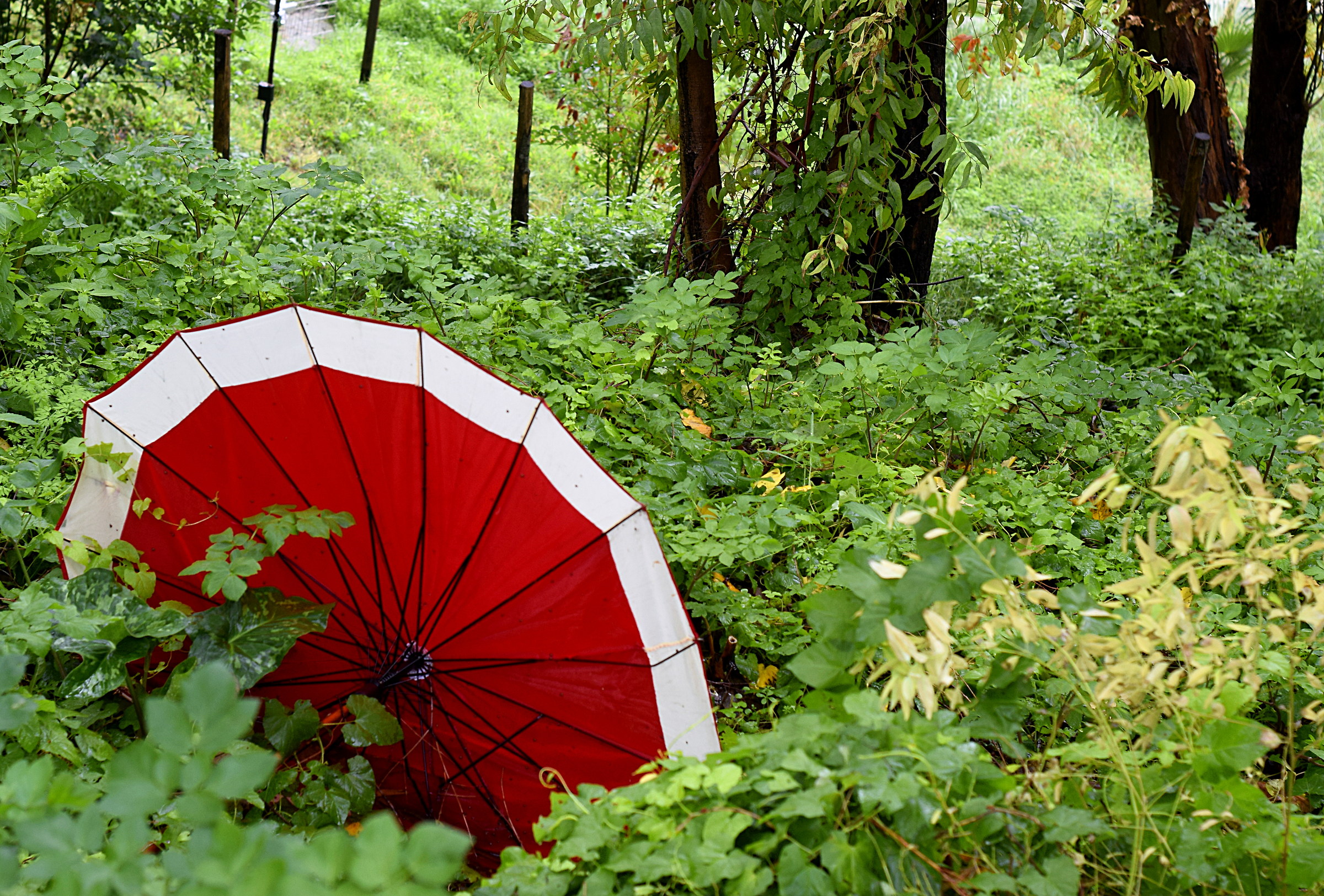 the wood umbrella