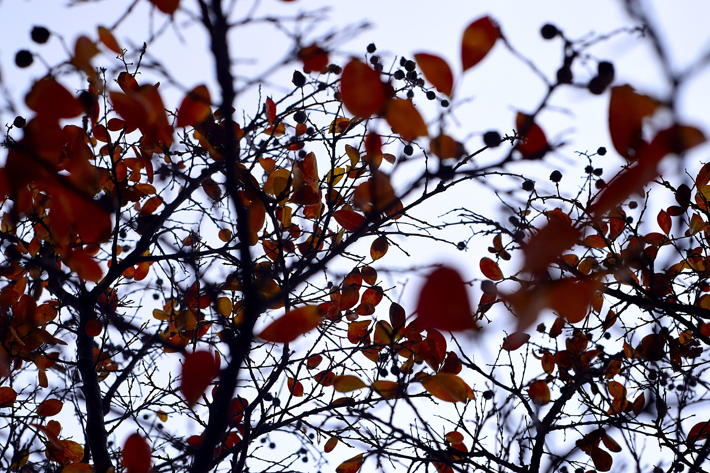 Silhouette of autumn branches