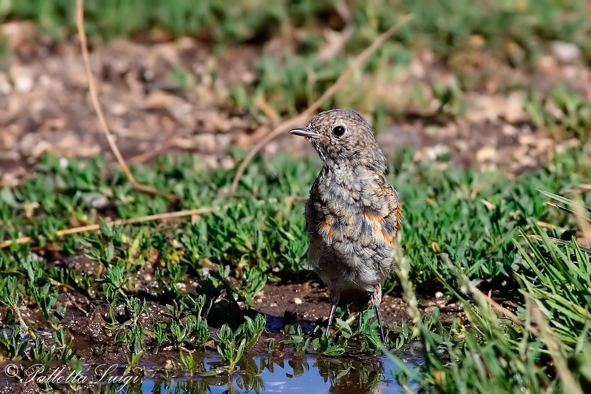 Codirosso (Phoenicurus phoenicurus) giovane