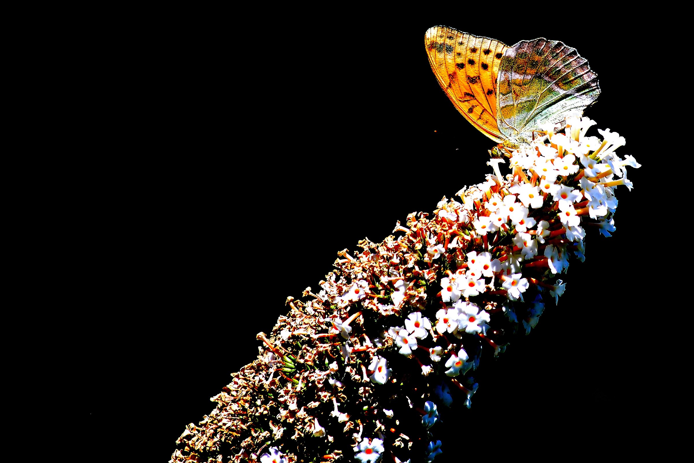 Argynnis paphia