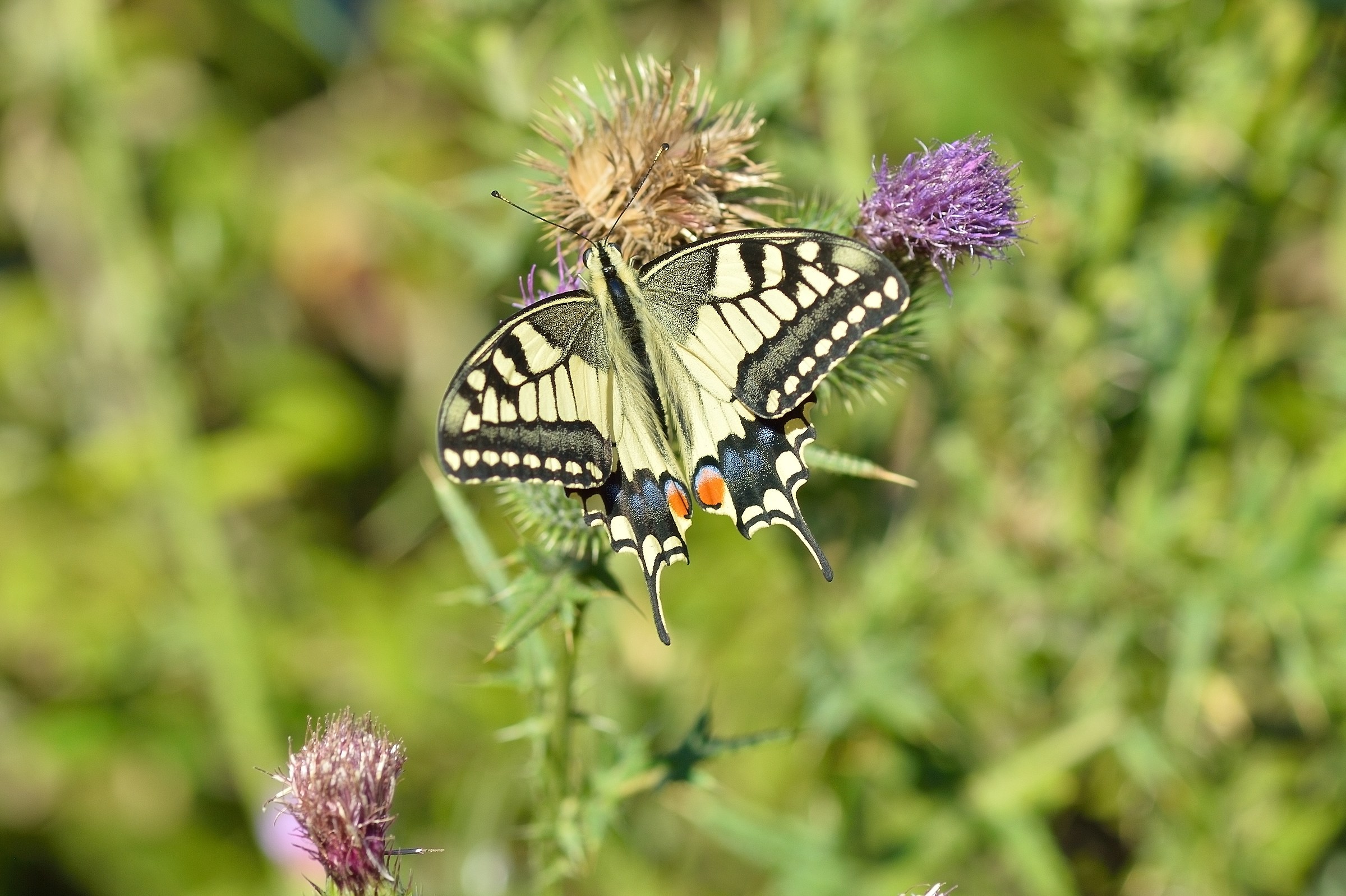 Papilio machaon