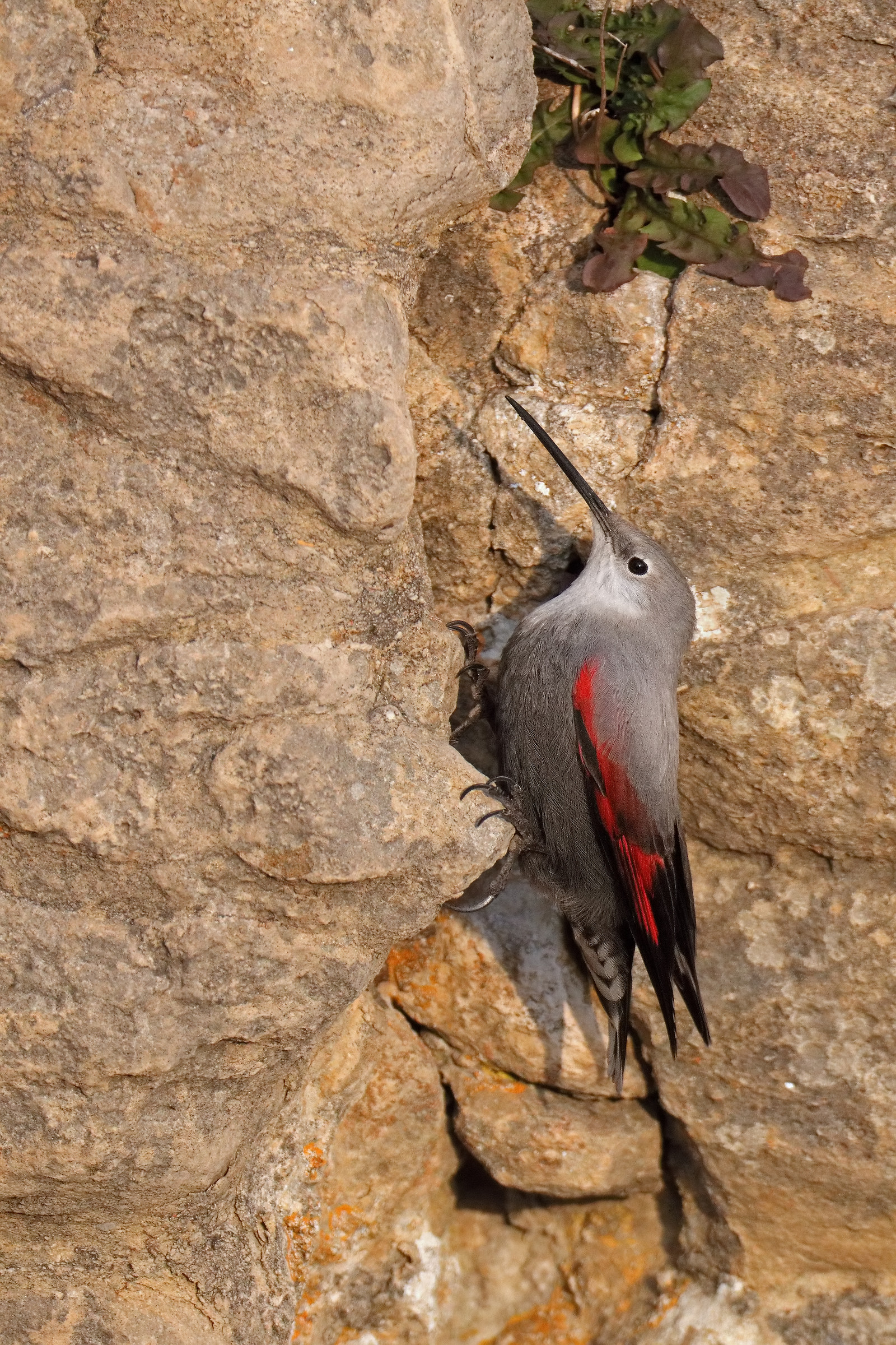 wallcreeper