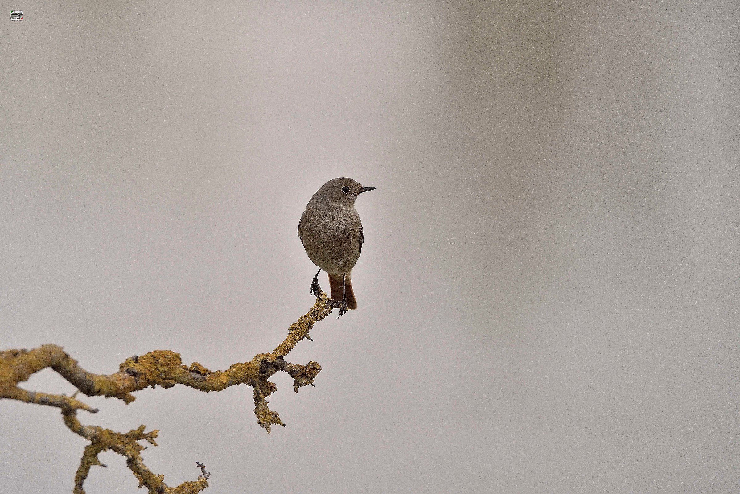 Chimney sweep Redstart