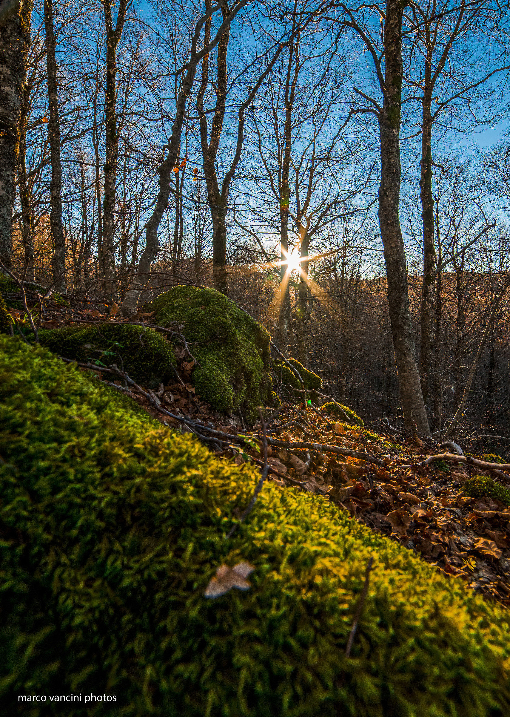 Controluce nel bosco