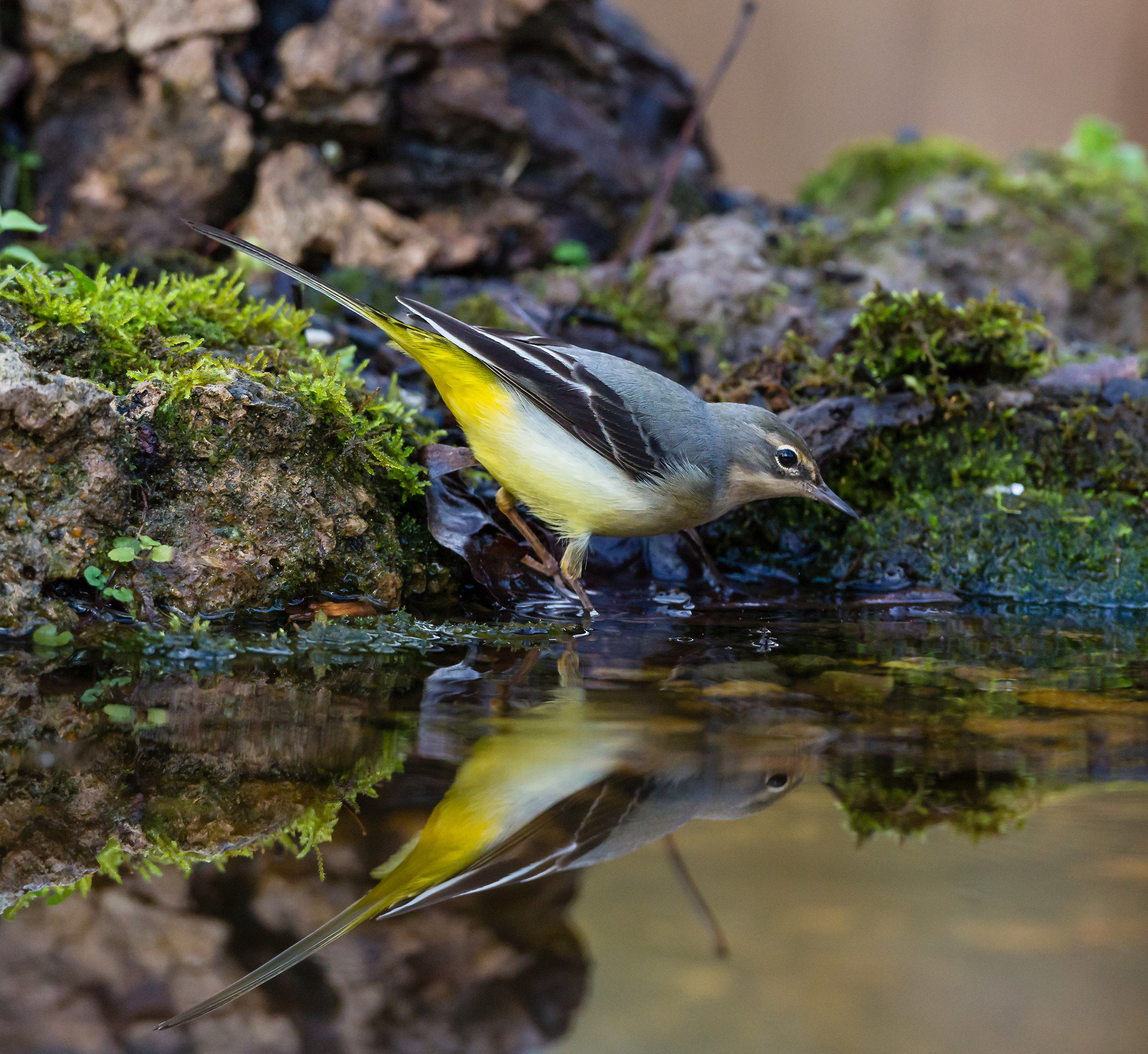 The dancer and the reflection