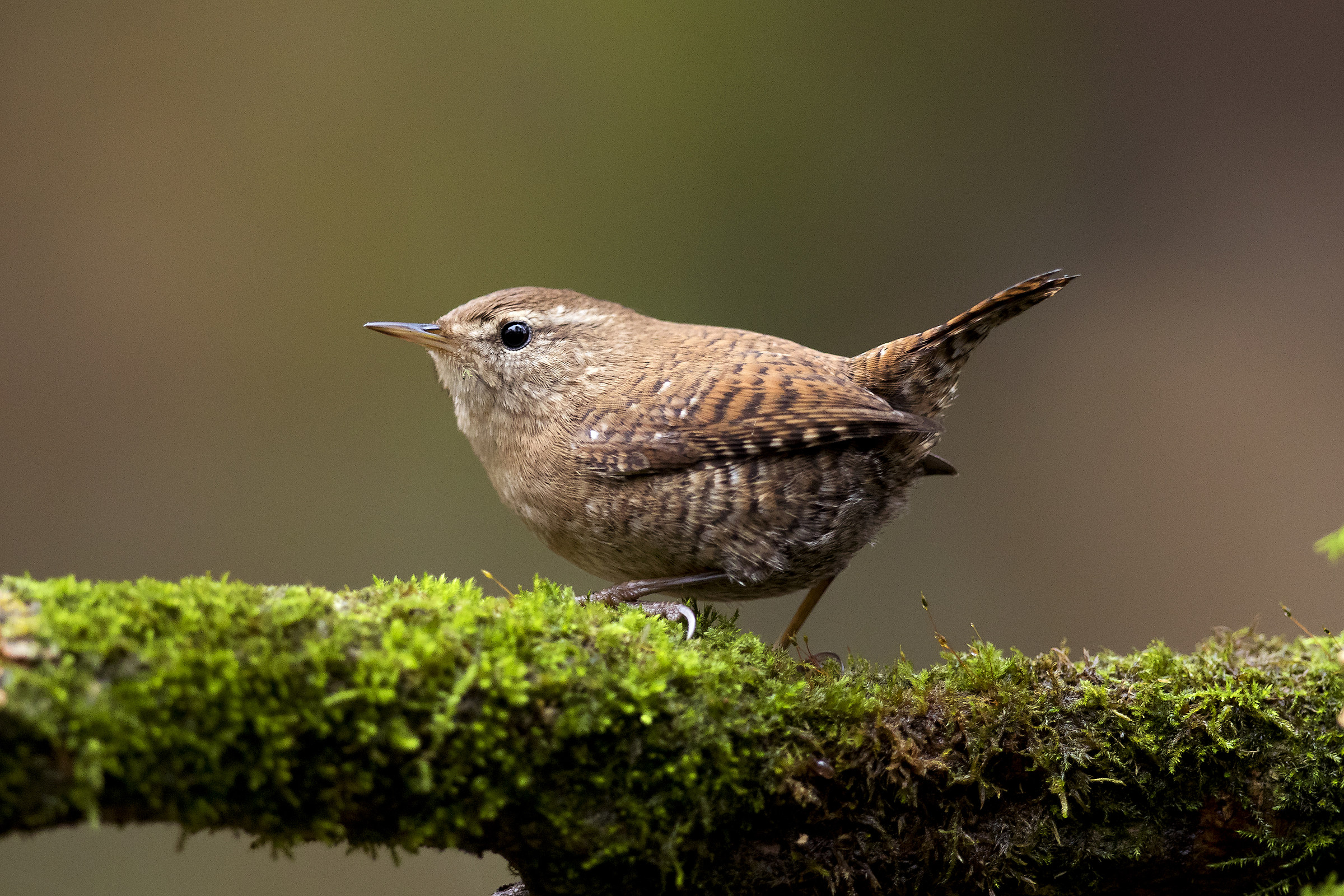 Wren
